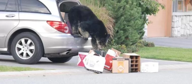 Animals in The Old Bear BnB