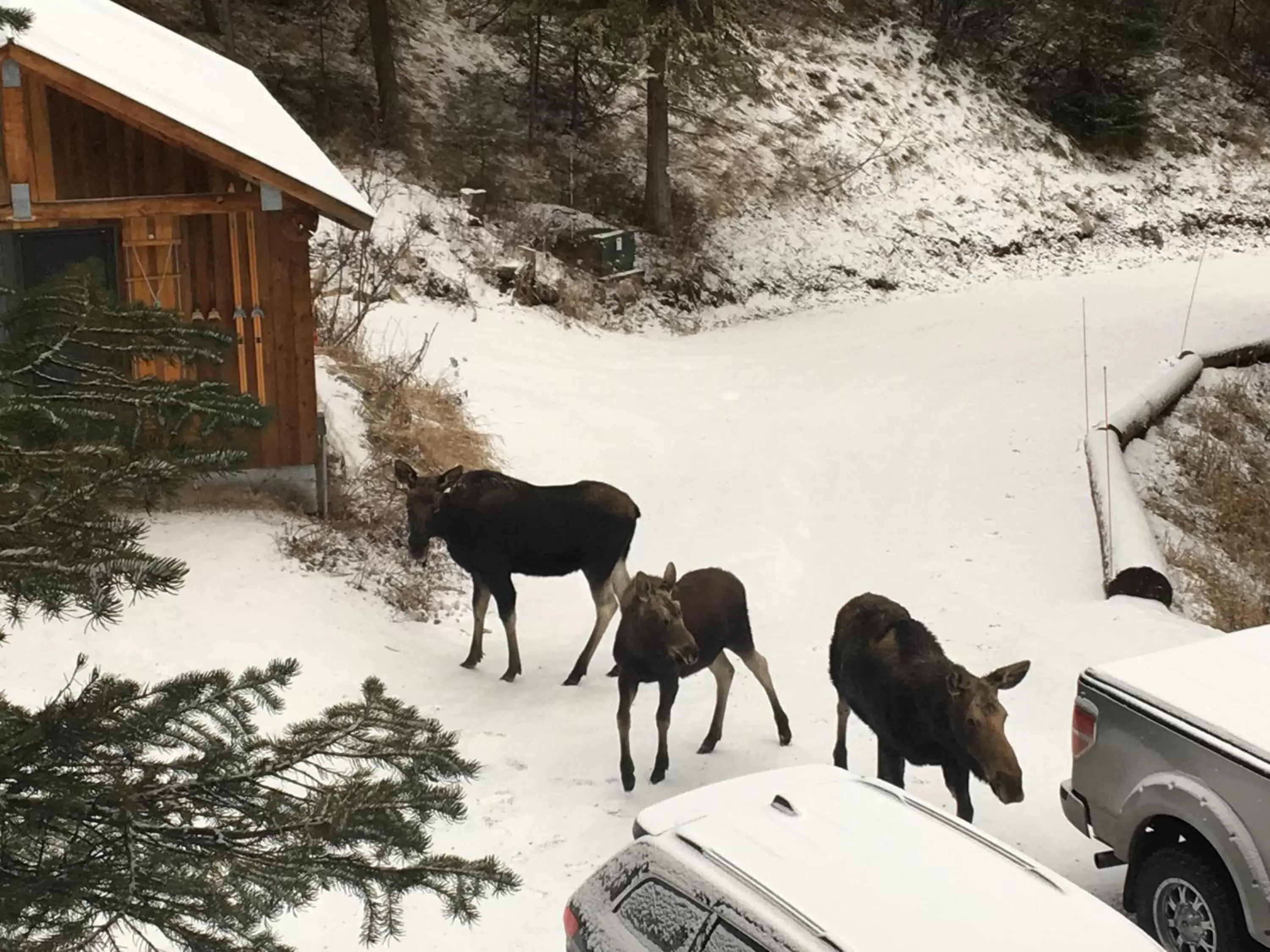 Animals, Other Animals in Jackson Hole Hideout