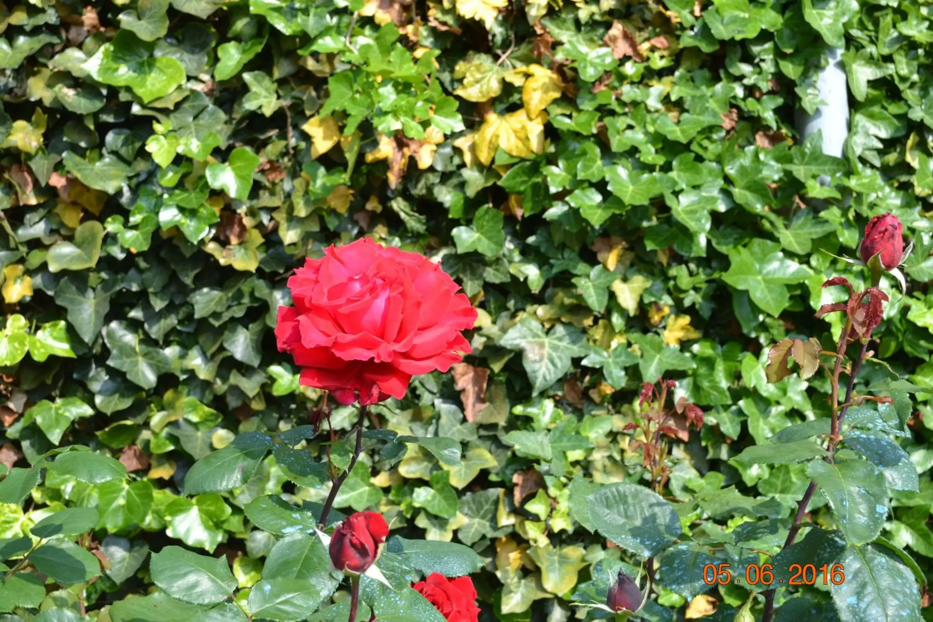 Garden in Hôtel Le Castel