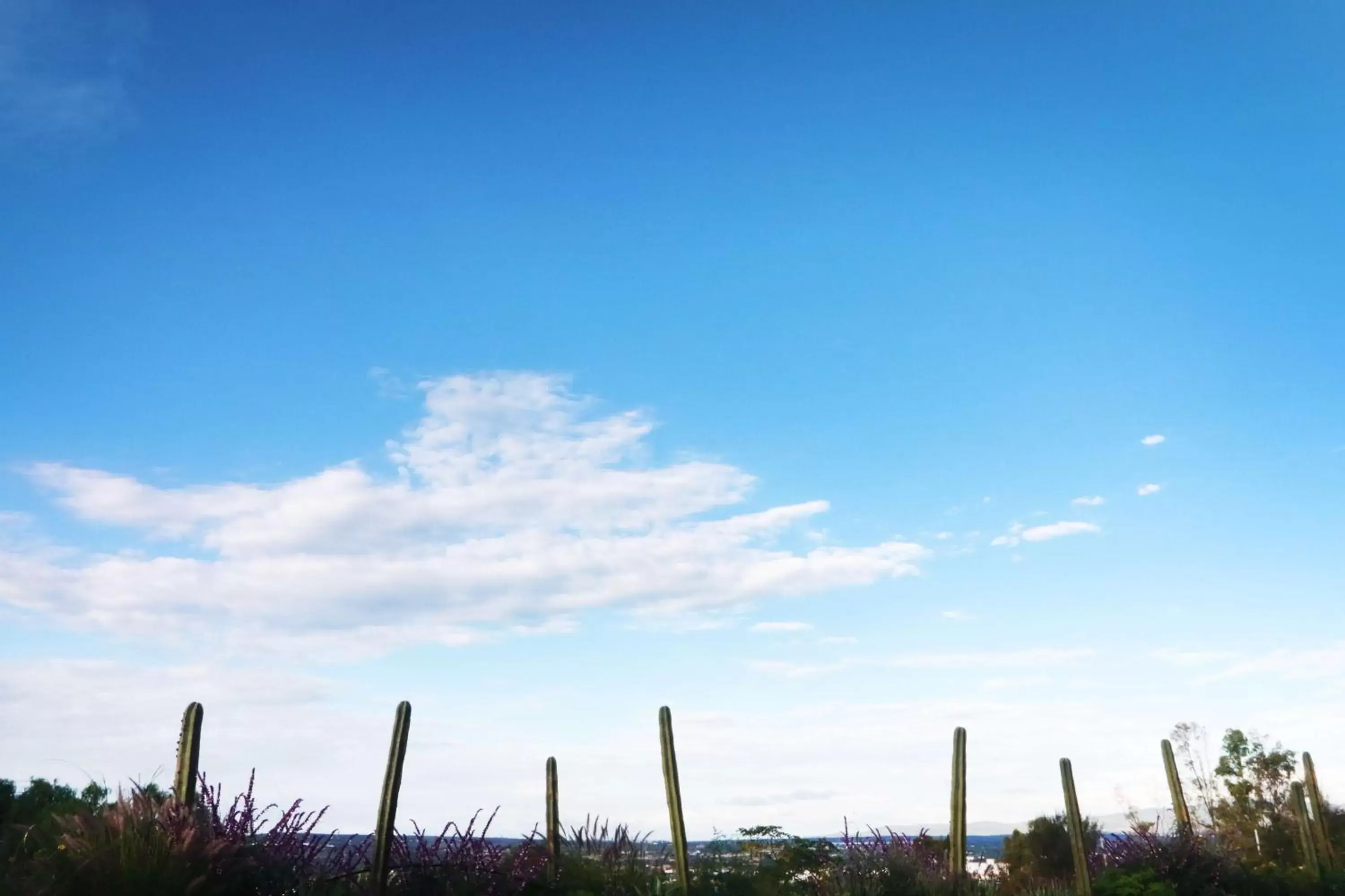 Garden in Albor San Miguel de Allende, Tapestry Collection by Hilton