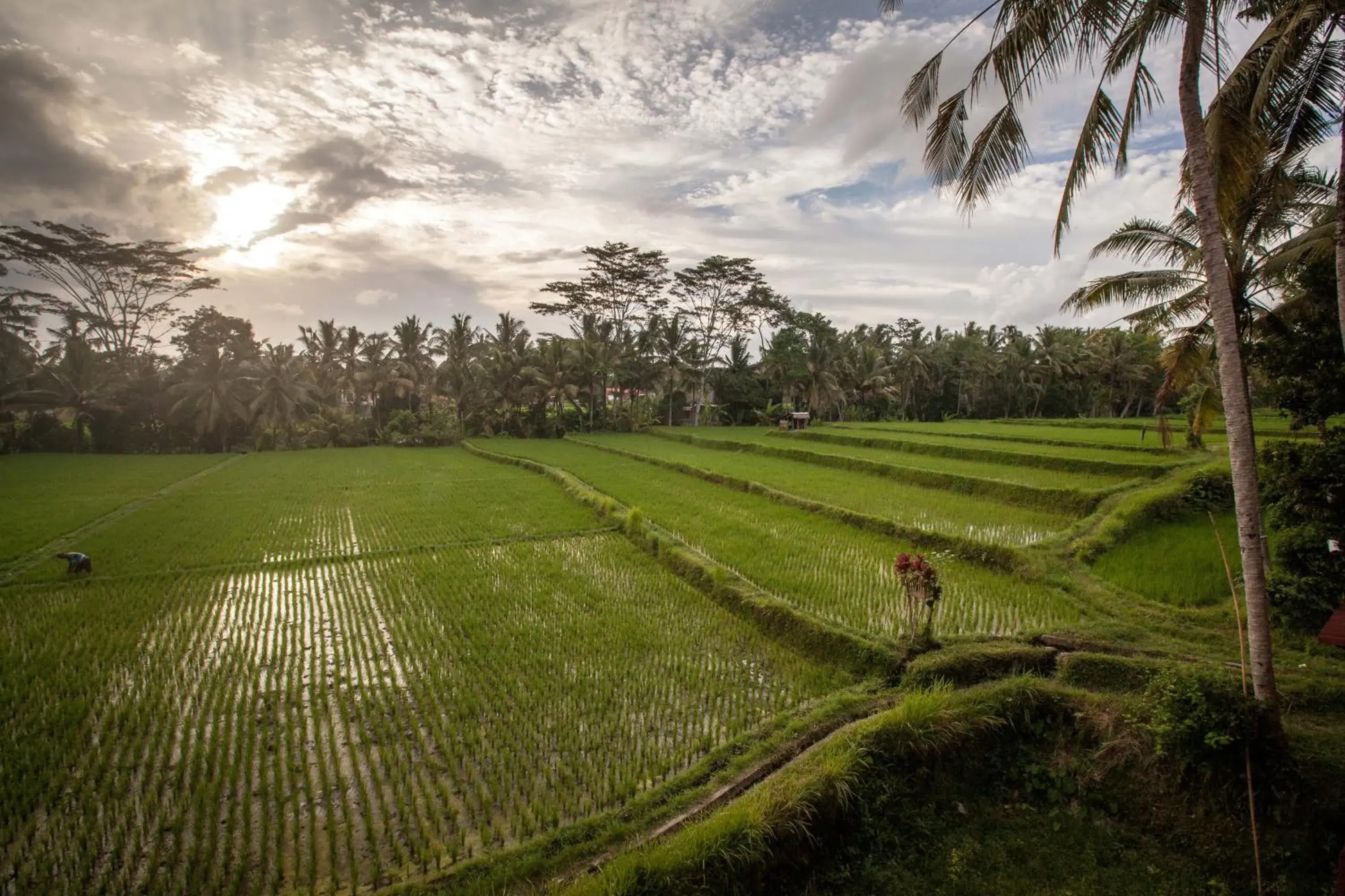 View (from property/room) in Junjungan Ubud Hotel & Spa