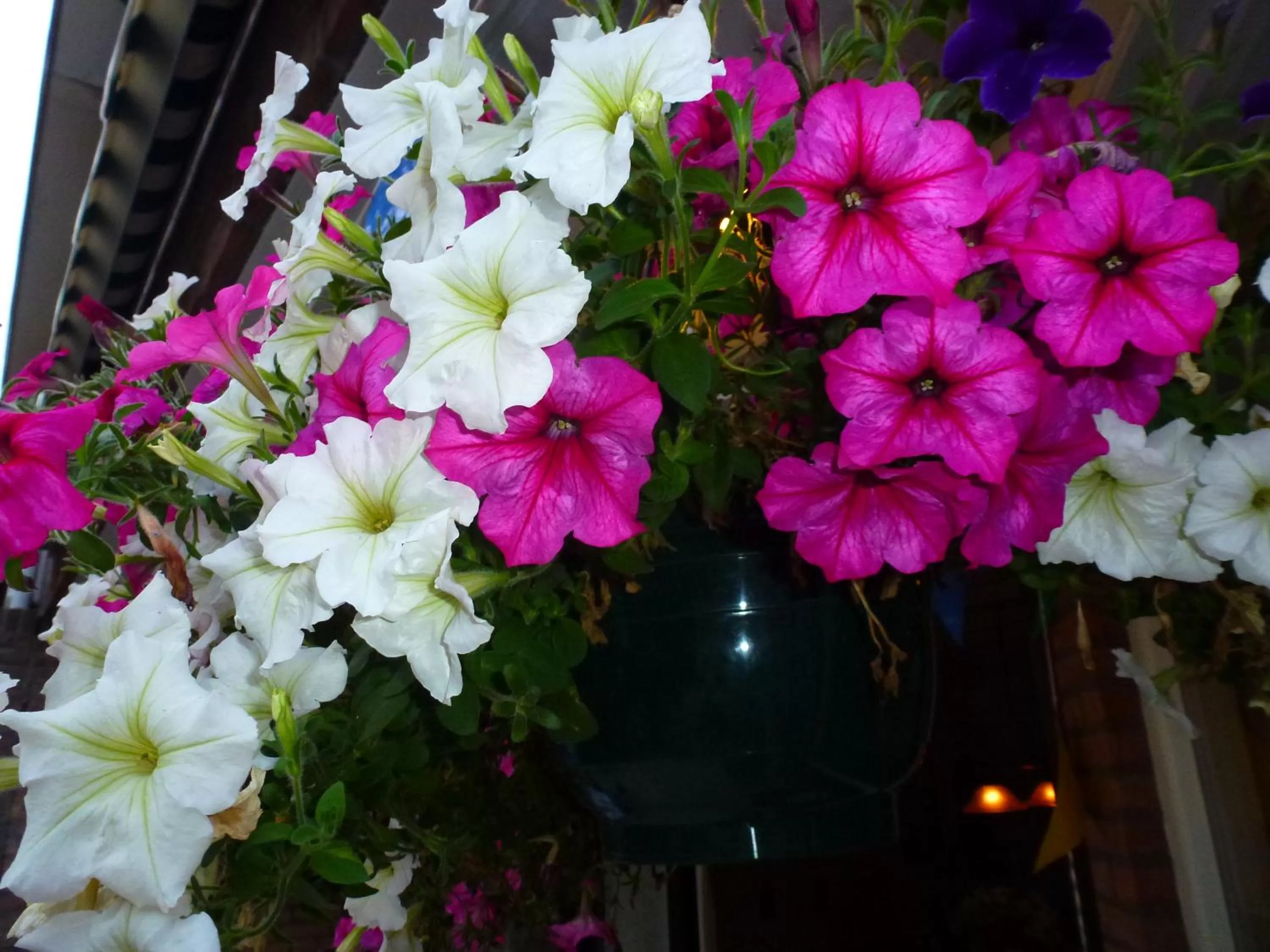 Garden view in B&B Acacia