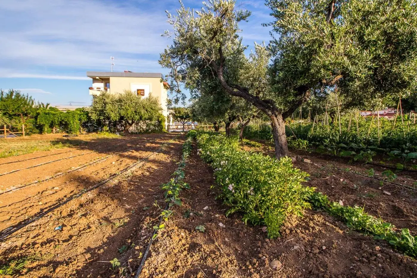 Natural landscape, Garden in Il Gallo Con Gli Stivali