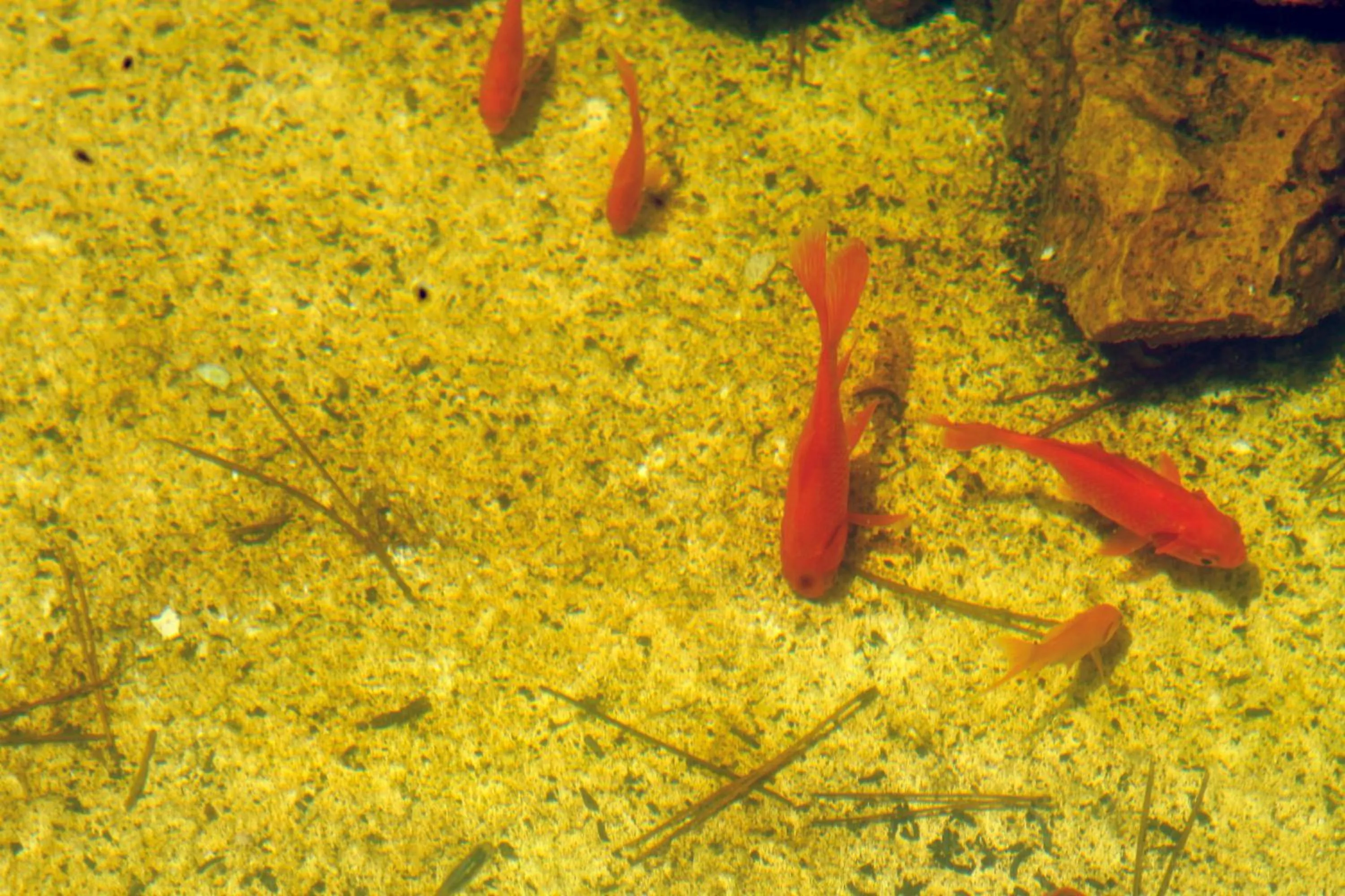 Other in Hotel Rural Binigaus Vell