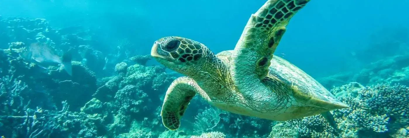 Animals, Other Animals in Ningaloo Lodge Exmouth