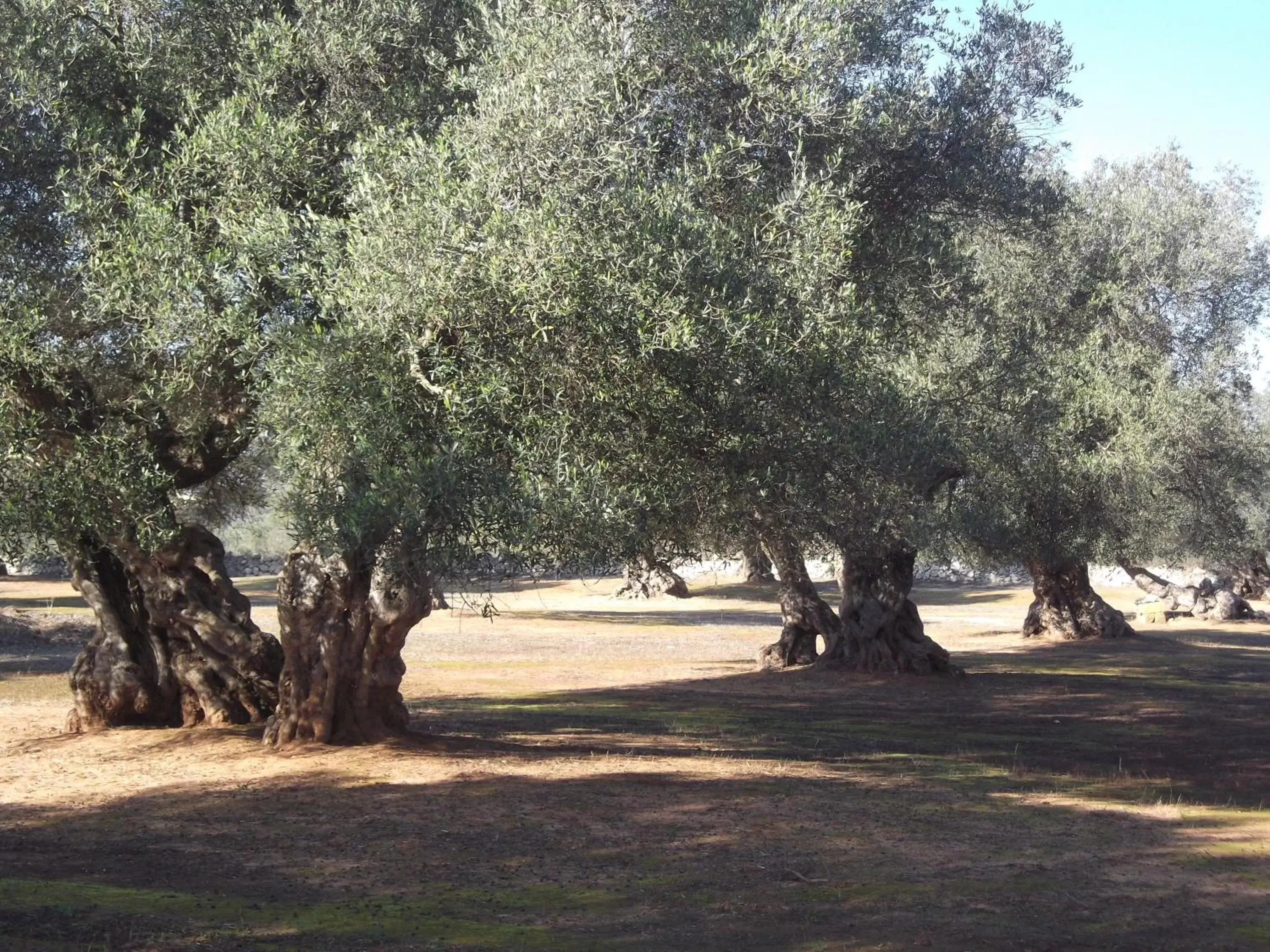 Garden in B&B La Corte