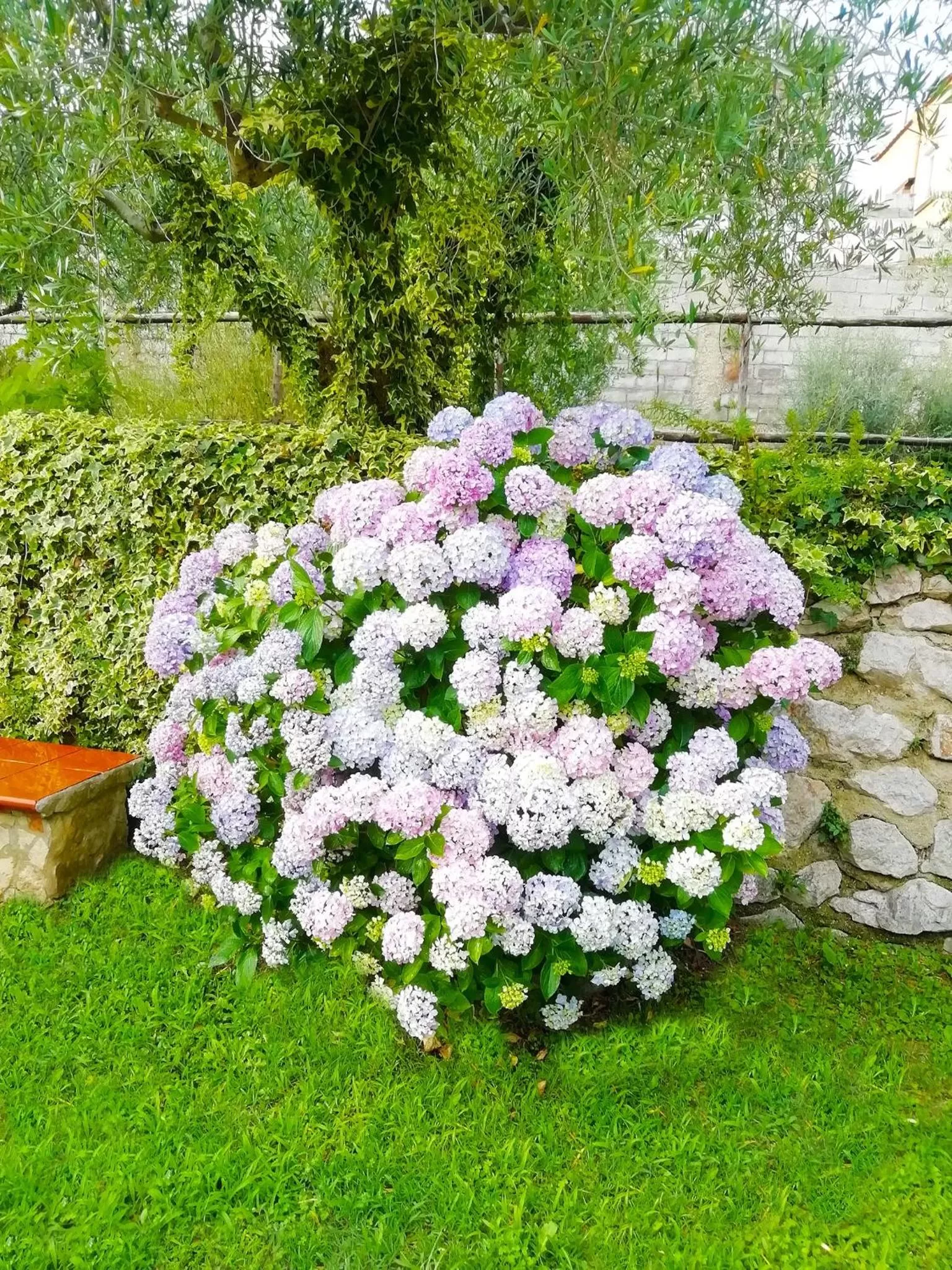 Garden in B&B Maison Villa Vittorio