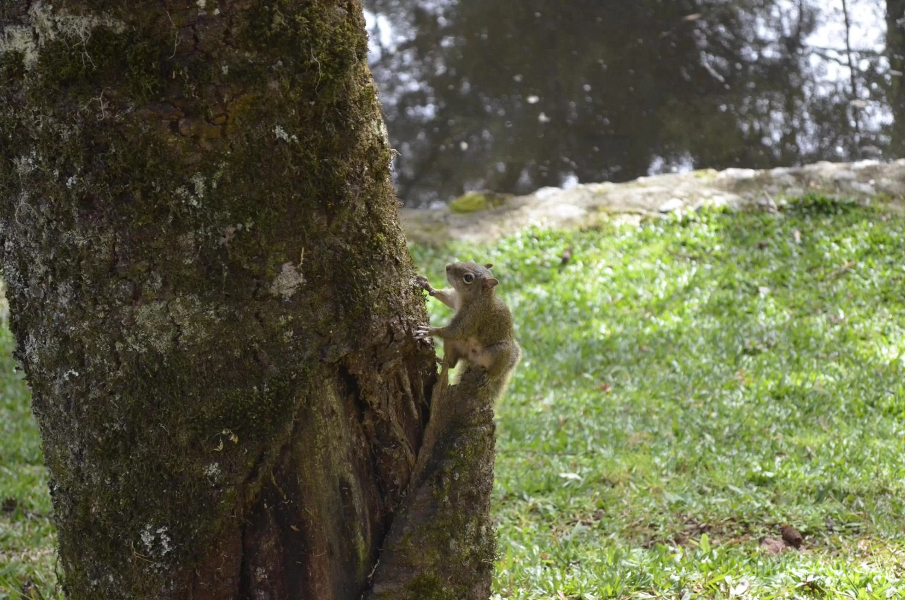 Animals in Pousada Toca Da Coruja