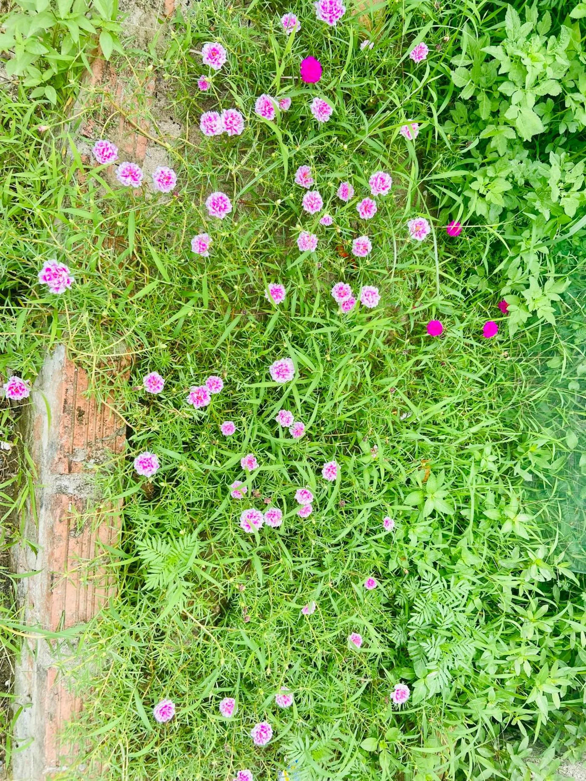 Tam Coc Mountain View Homestay