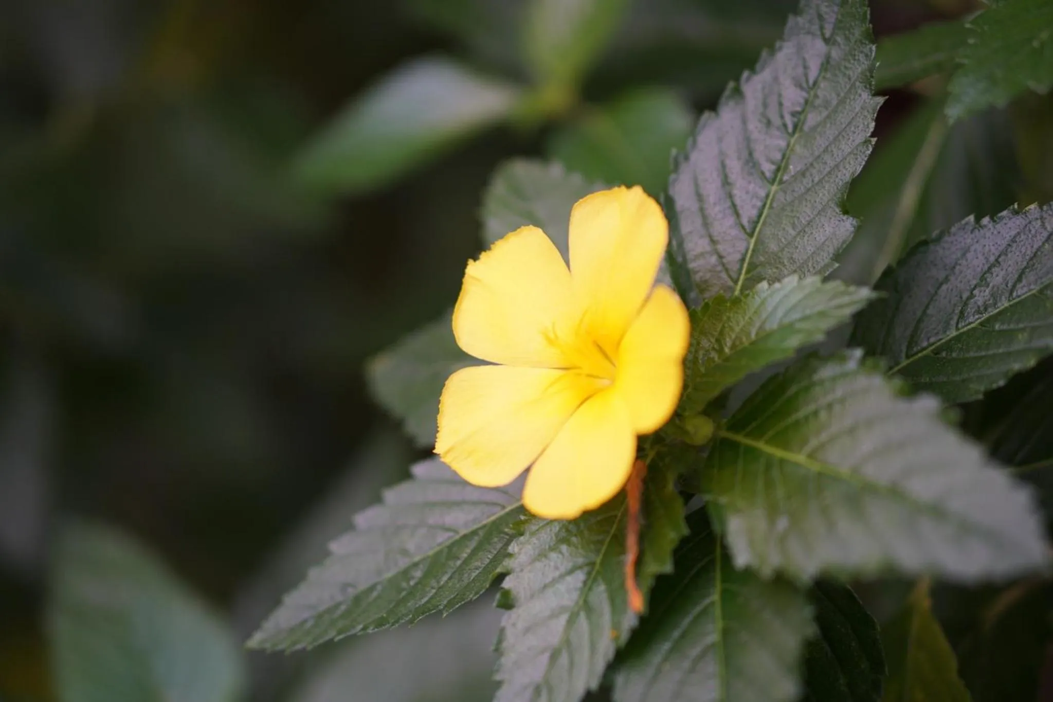 Landmark view in Sino @ Thungsong