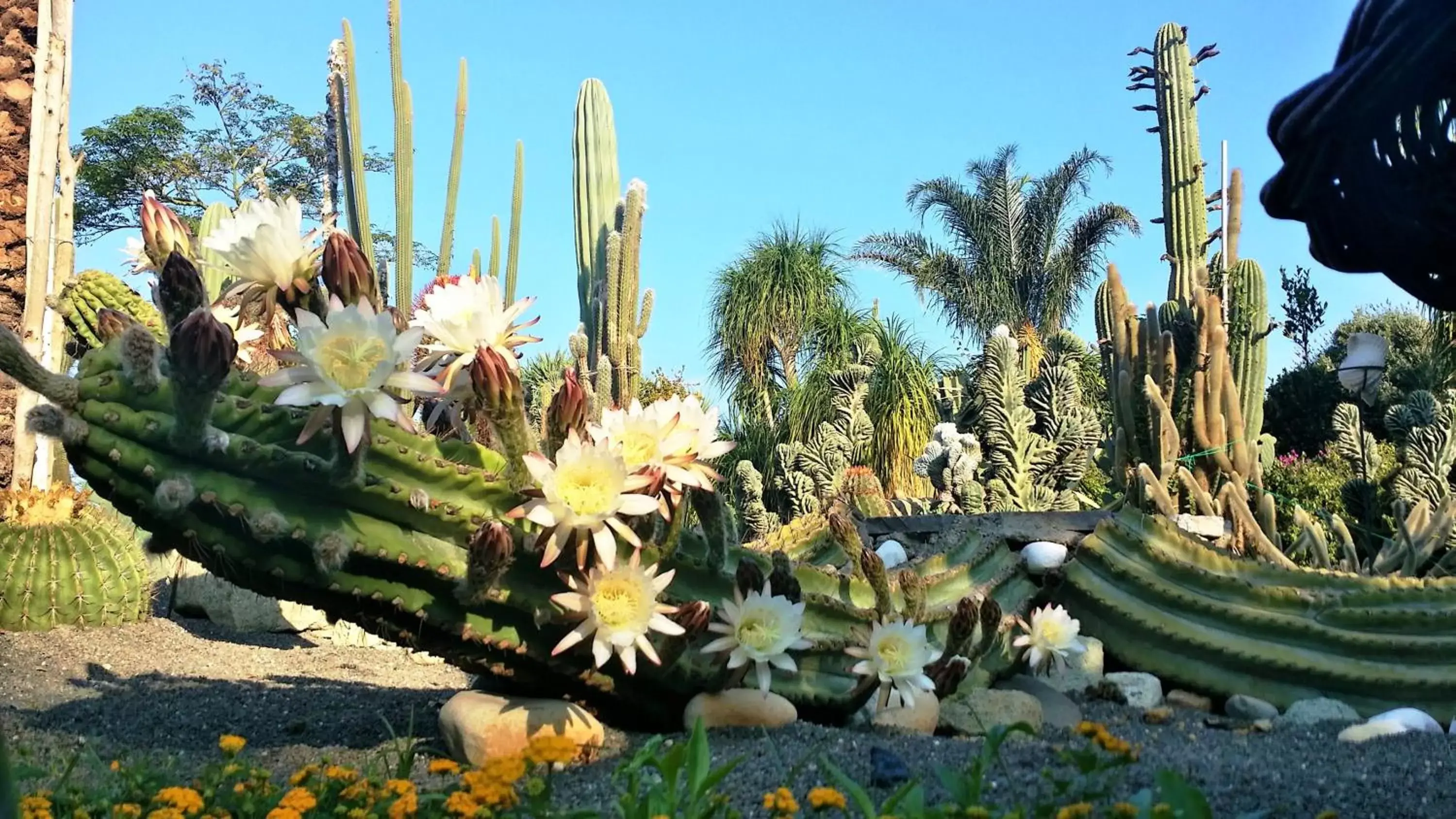 Garden in Villa Ravino Aparthotel