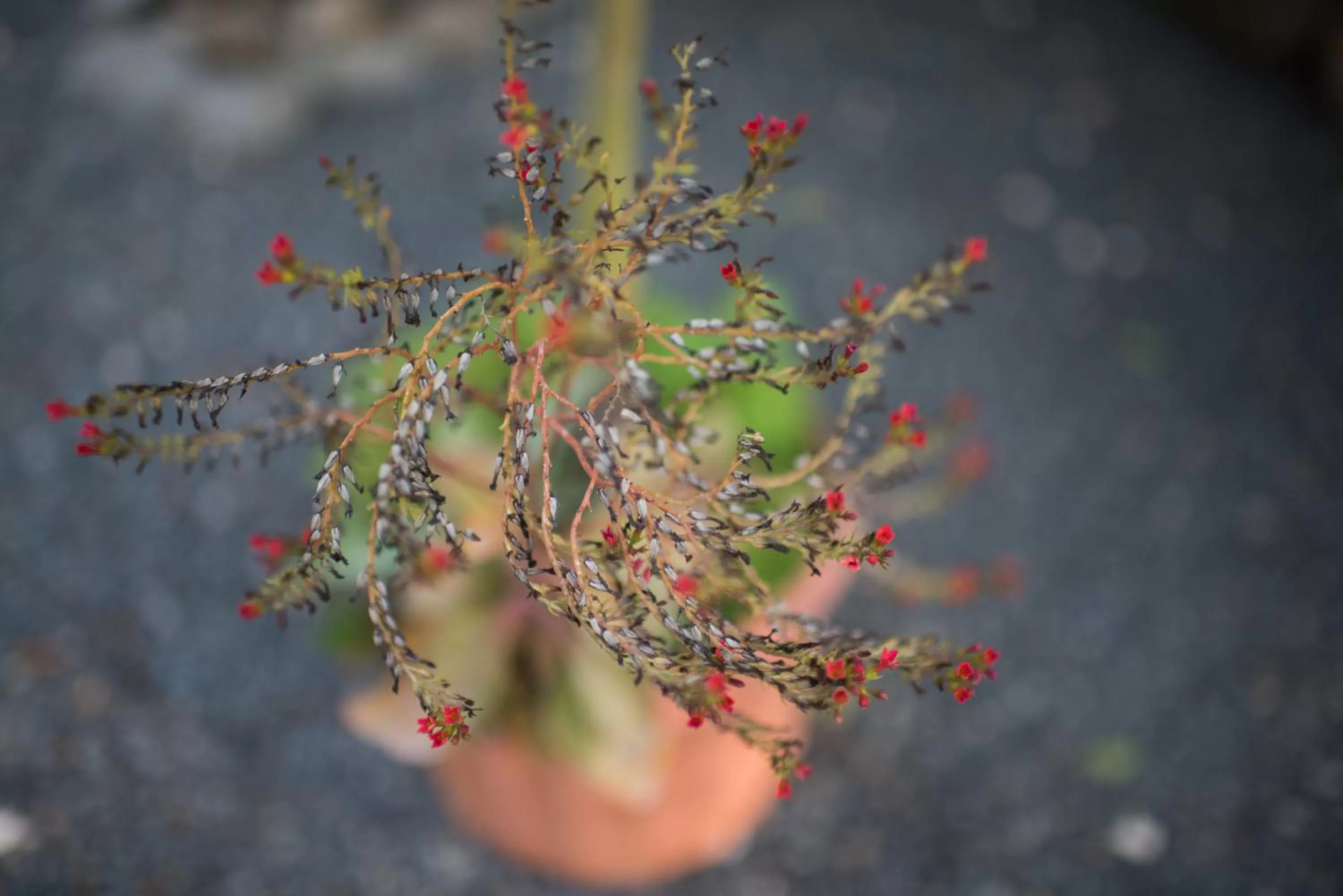 Other Animals in Tamarindo Sunshine