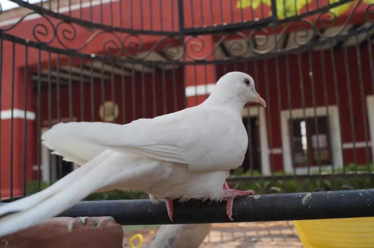 Other Animals in Hacienda Santa Clara Morelos