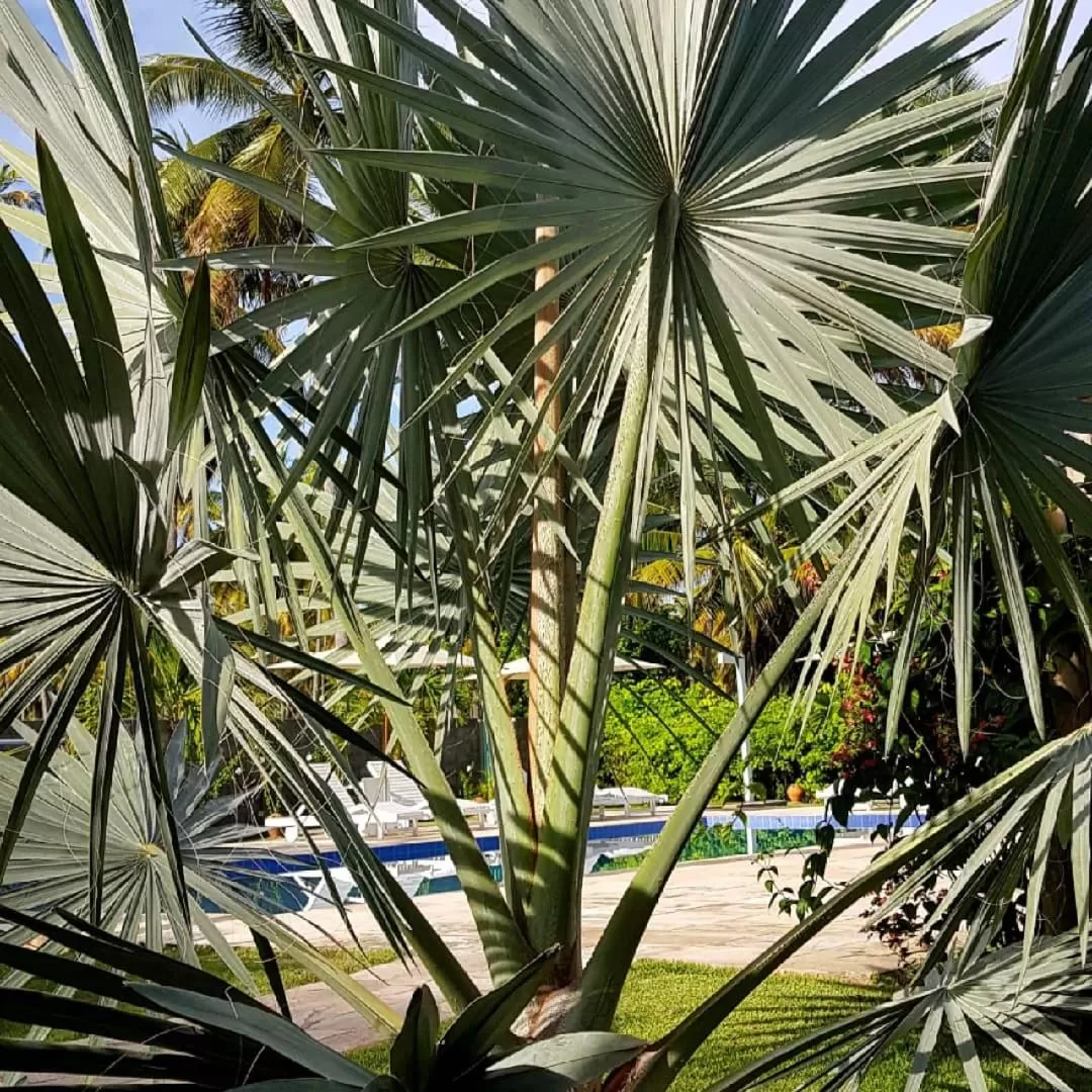 Pool view in Pousada Villages Boutique Hotel - 150m da Praia da Laje