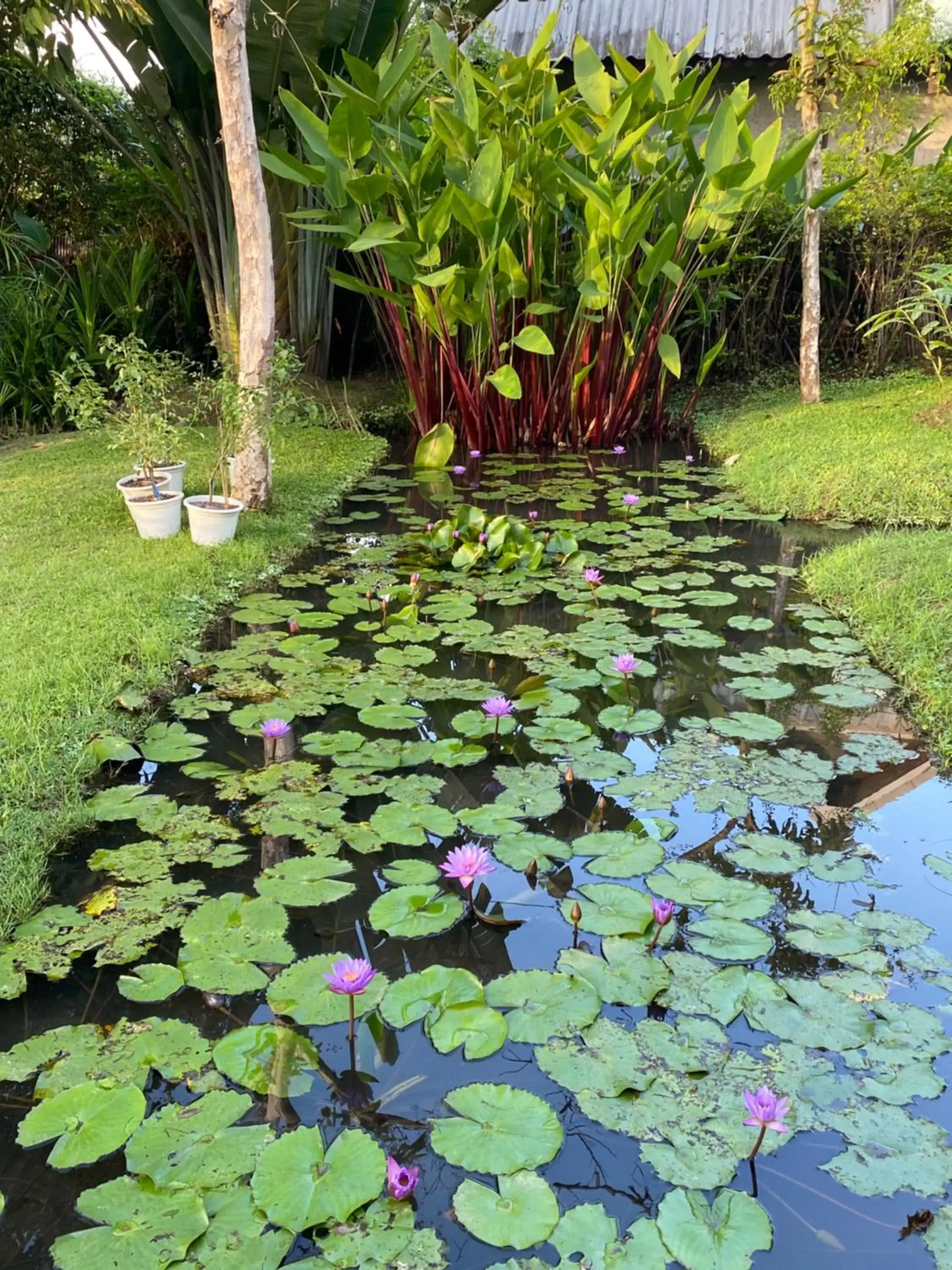 Garden in Pura Vida Pai Resort