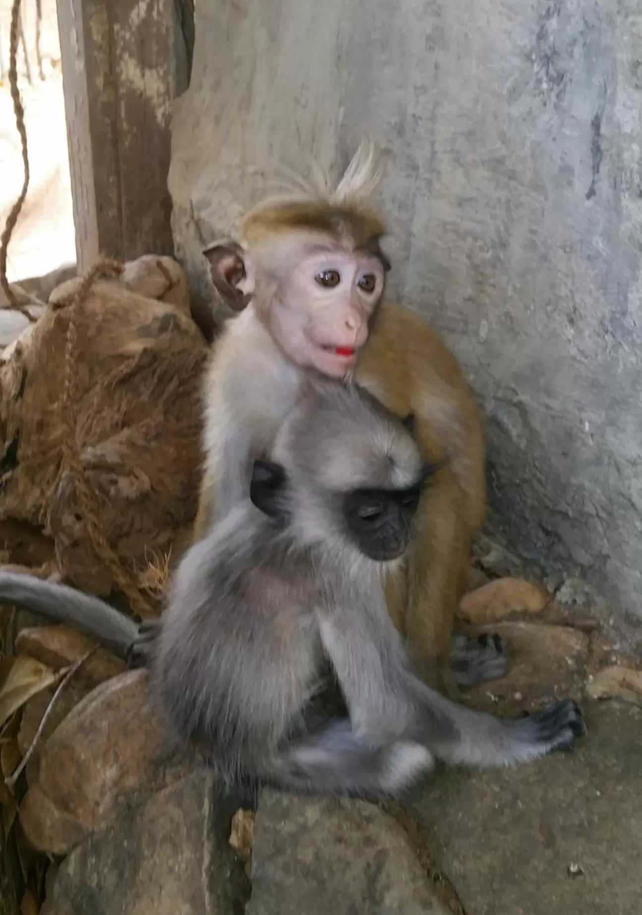 Other Animals in Jungle river humbhaha hostel