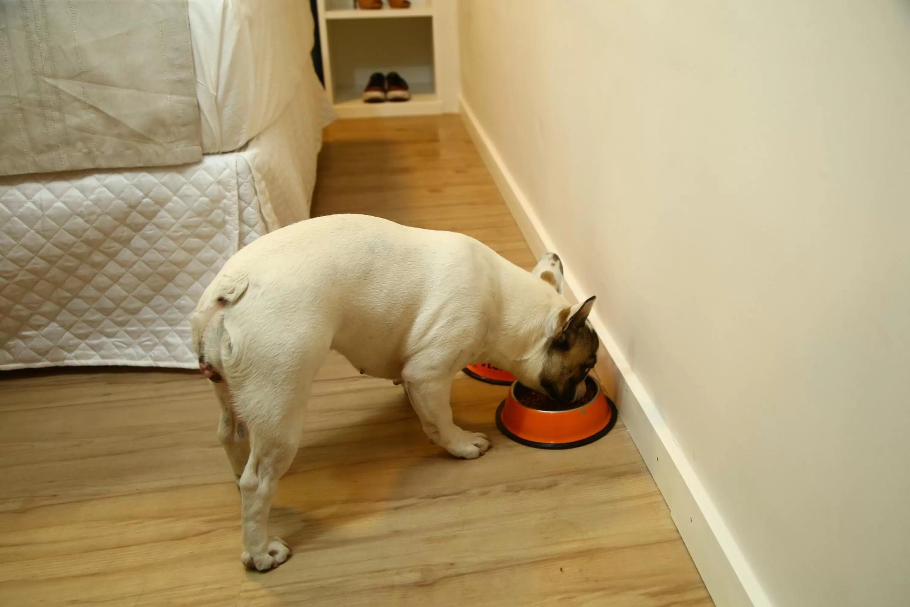 Pets in Go Inn Contagem - MG