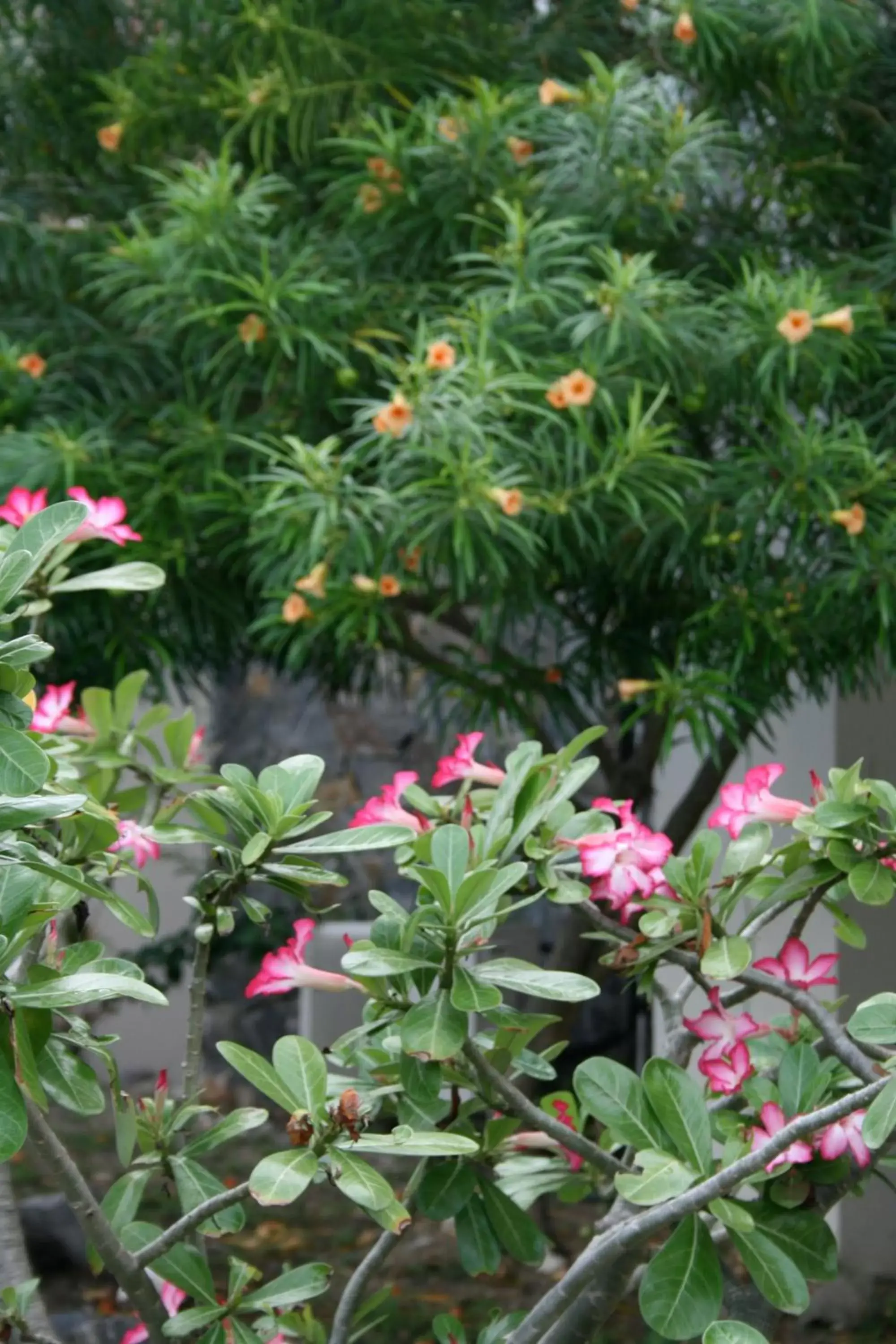 Garden in Hotel on the Cay