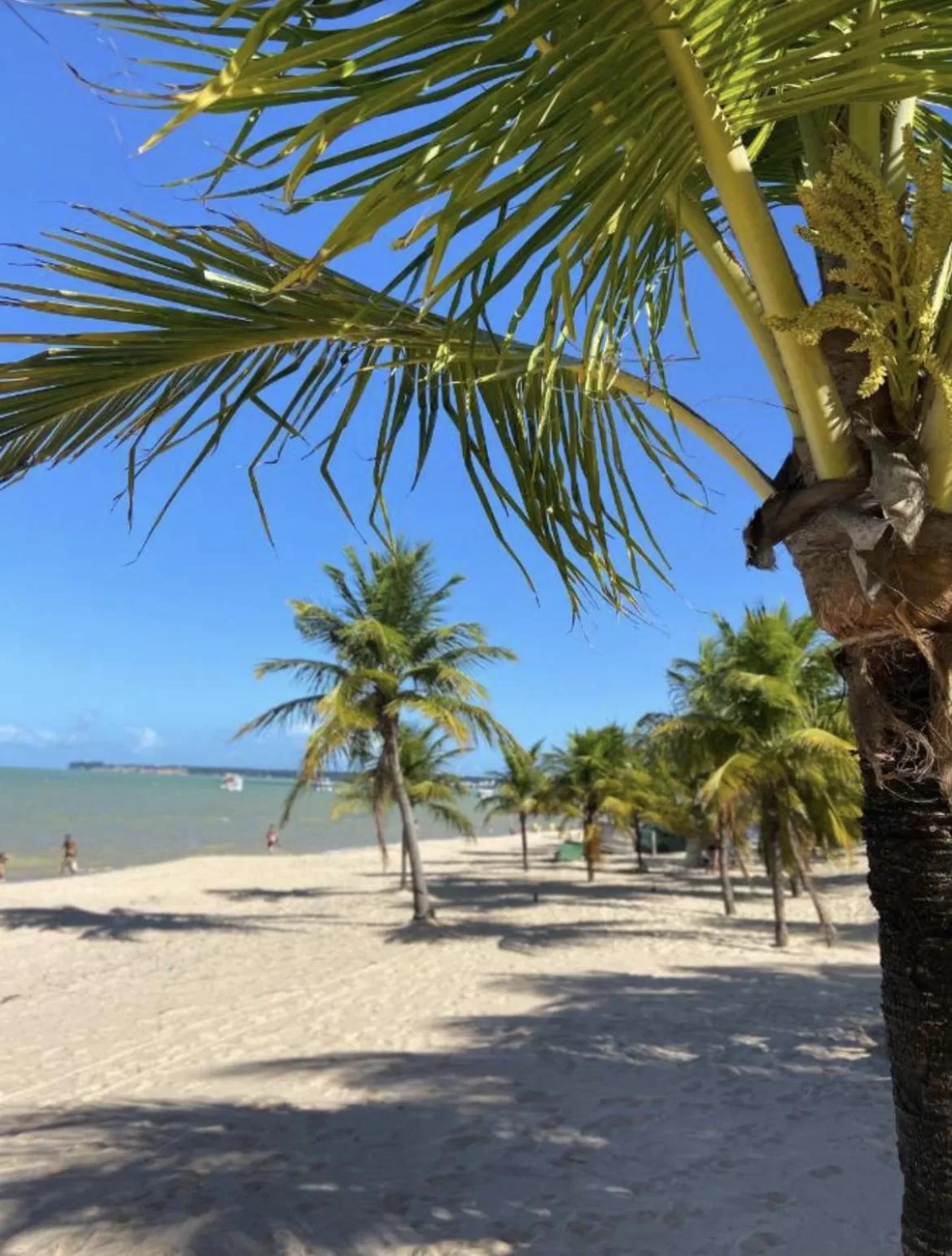 Natural landscape, Beach in Flat beira mar Tambaú
