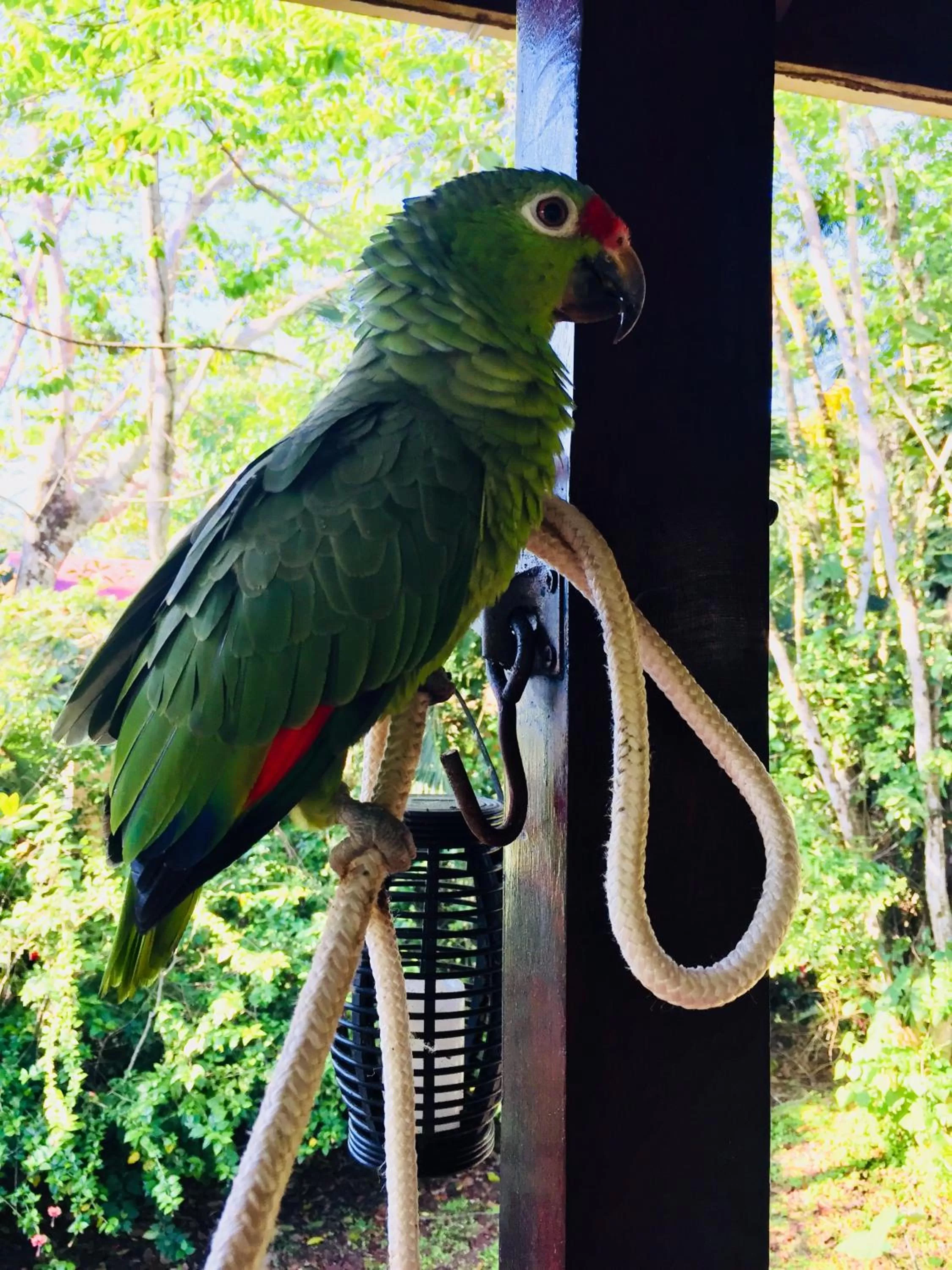 Animals, Other Animals in Casa Oceana Bed & Breakfast