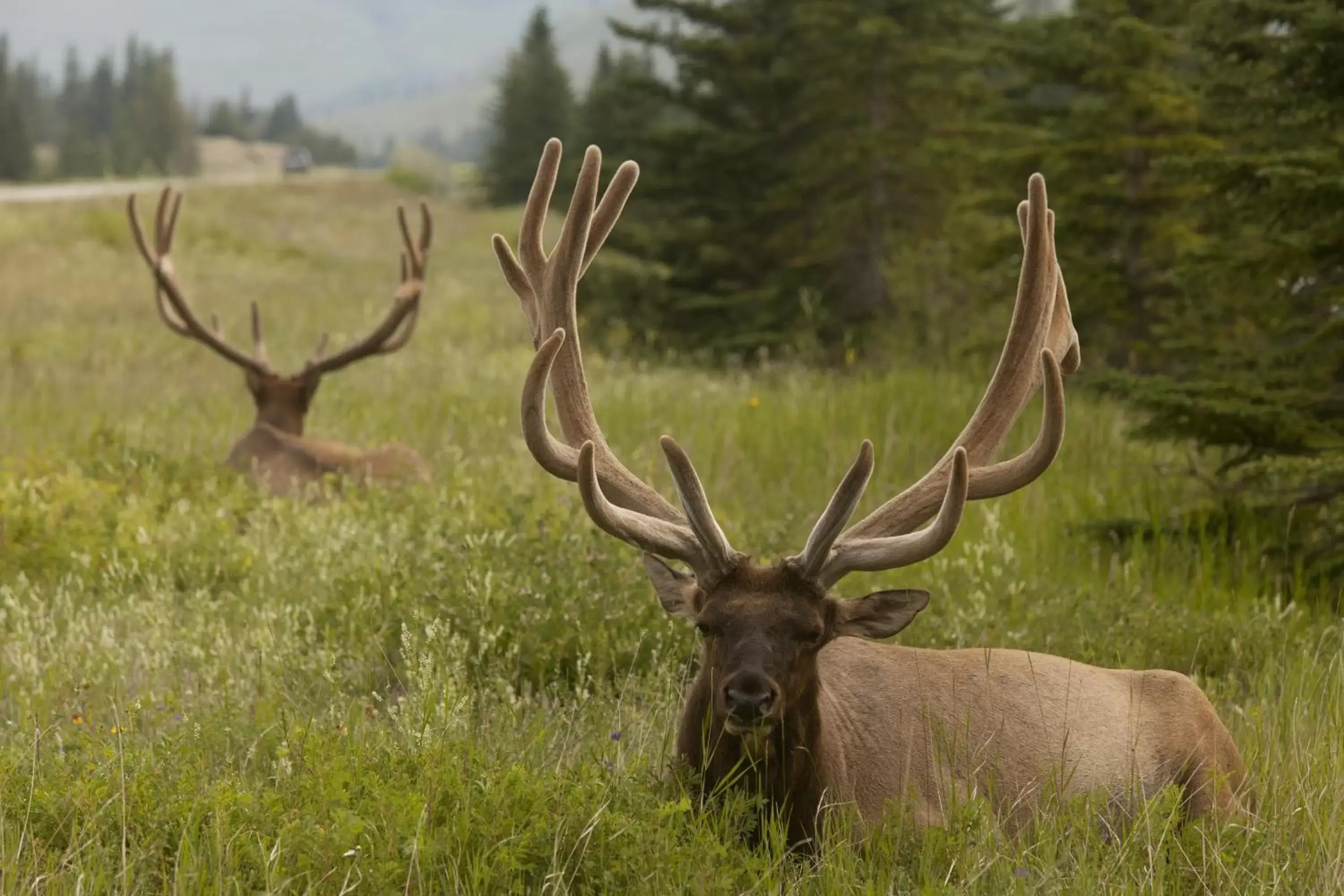 Spring, Other Animals in Falcon Crest Lodge by CLIQUE