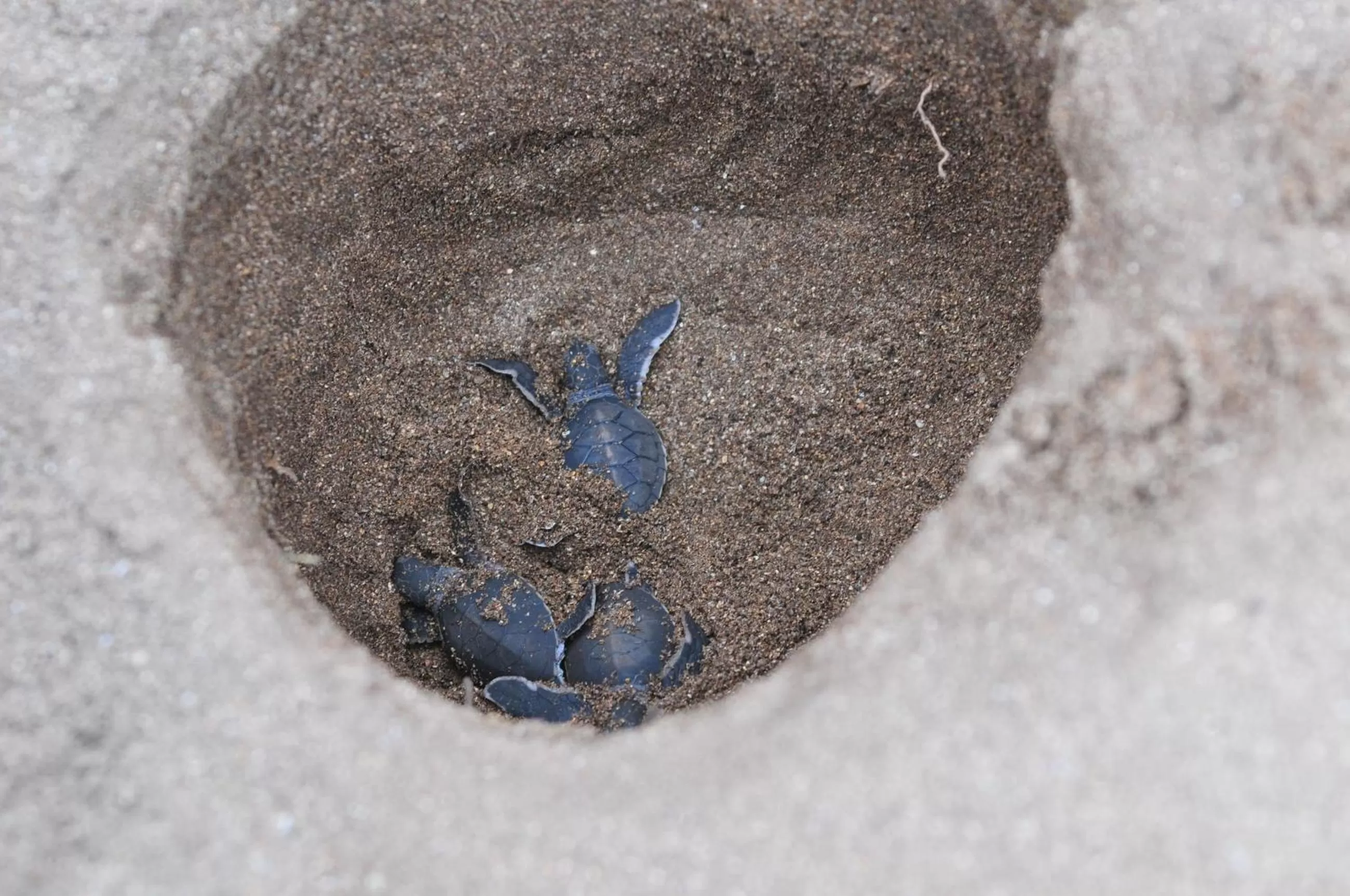 Pets in Bahari Pori Resort