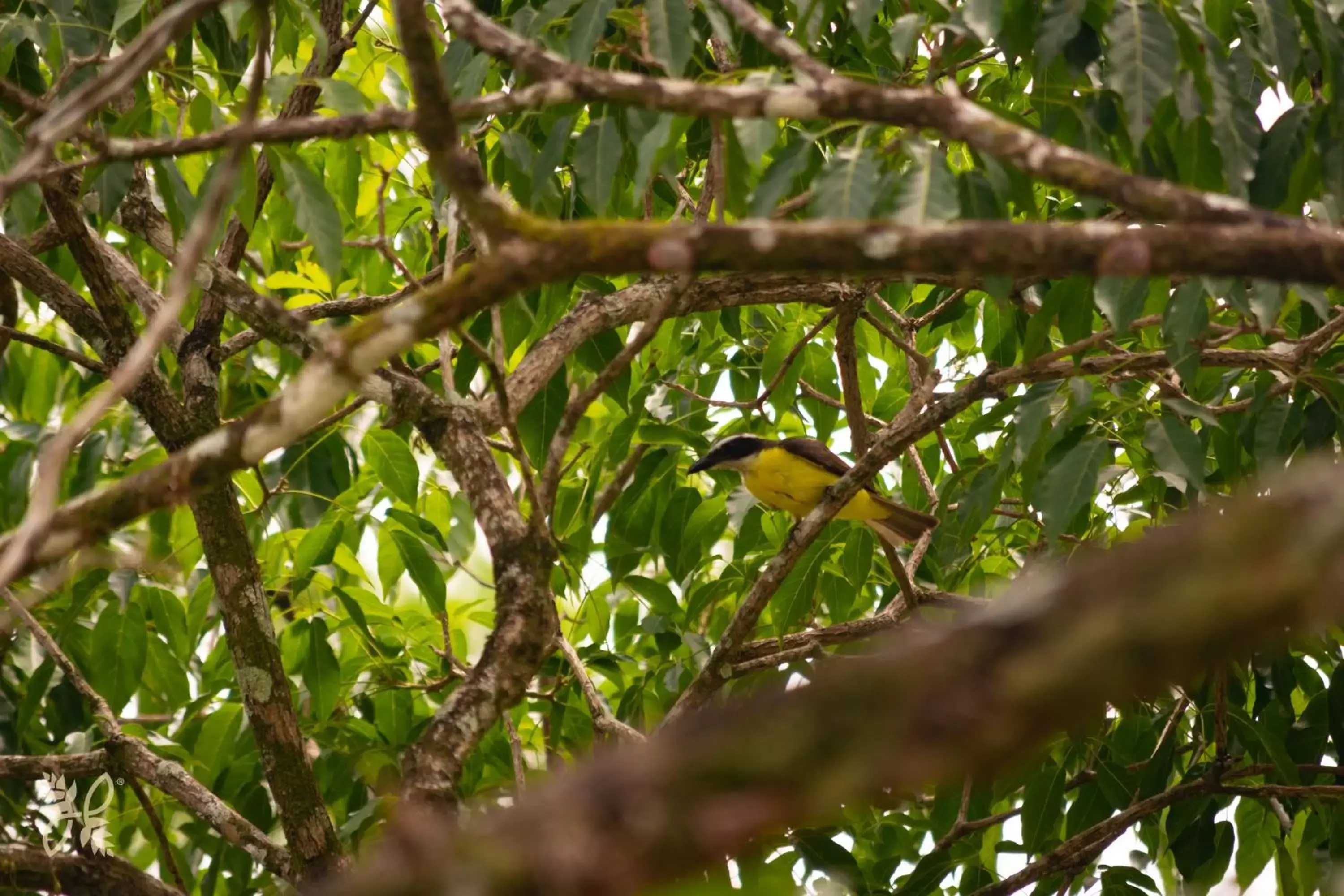 Animals, Other Animals in Hotel Heliconias Nature Inn & Hot Springs