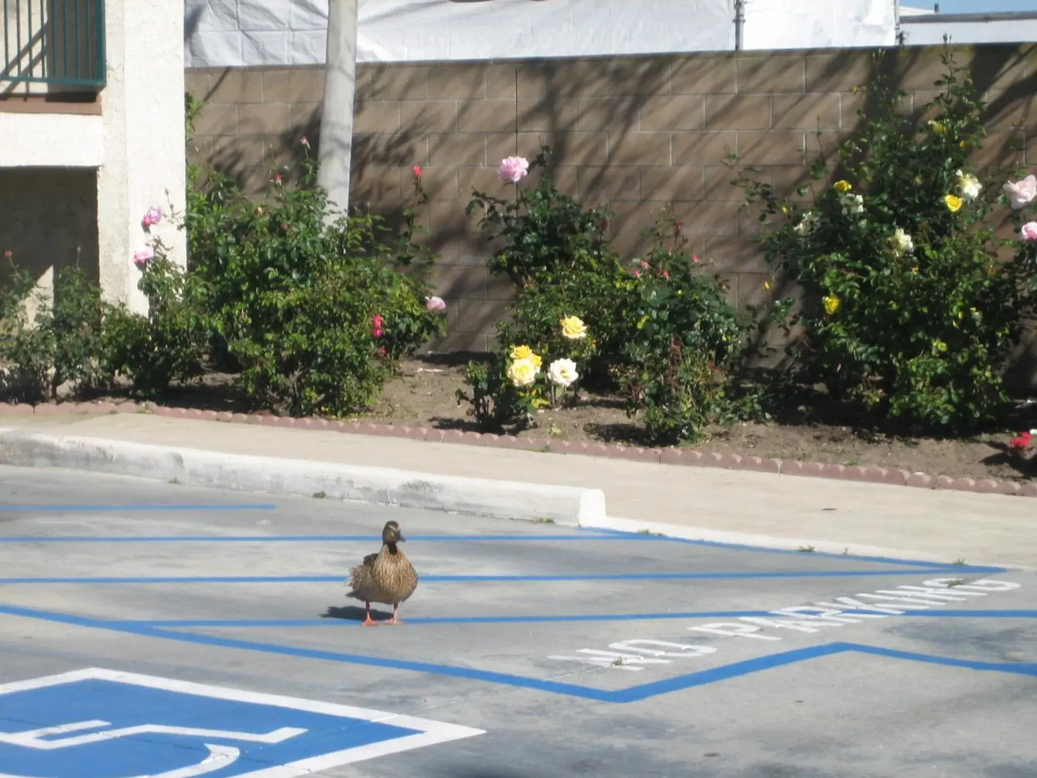 Area and facilities in OceanView Motel