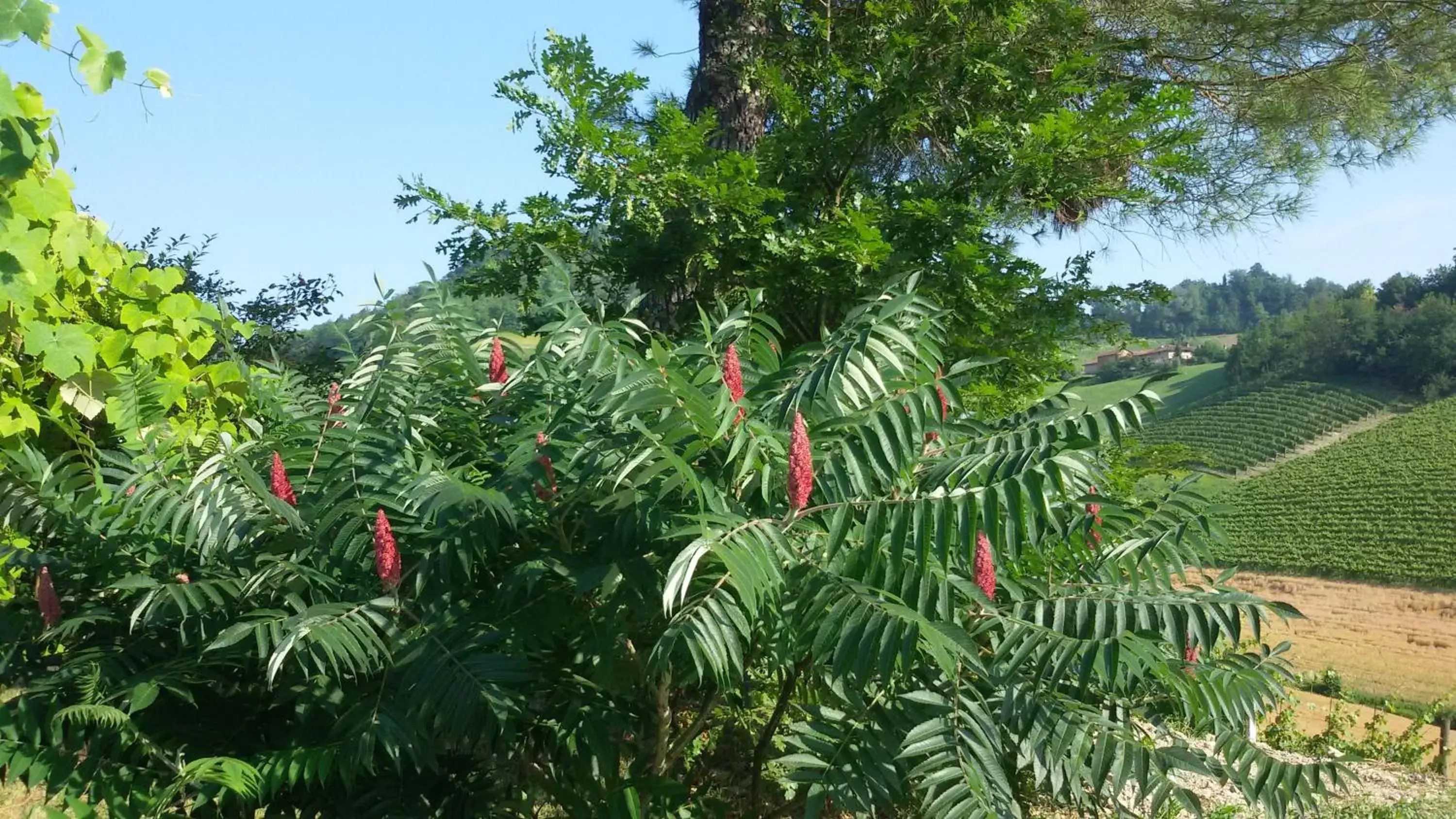 Natural landscape, Garden in Cascina Torello