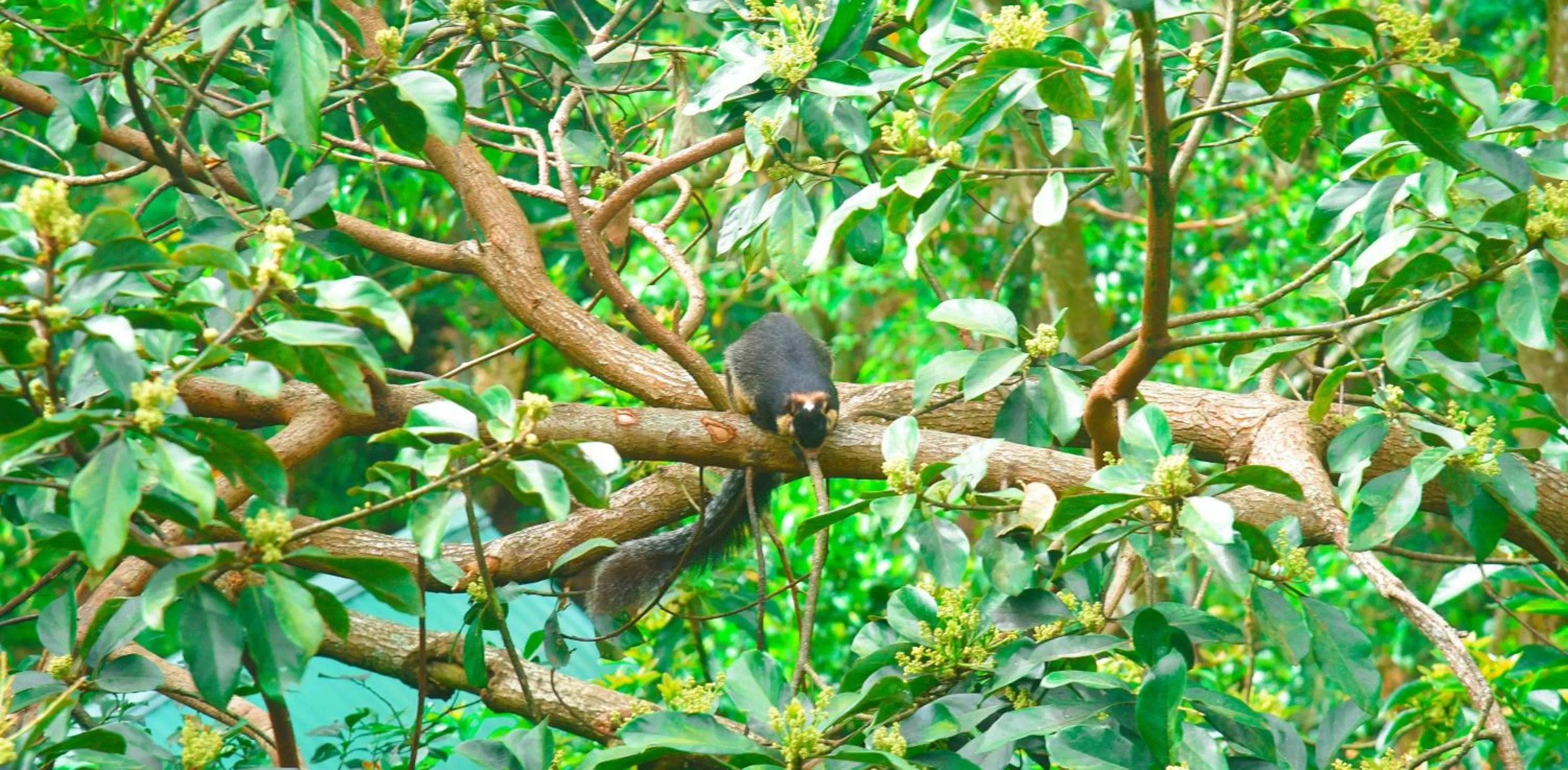 Natural landscape in Madushanka Resort