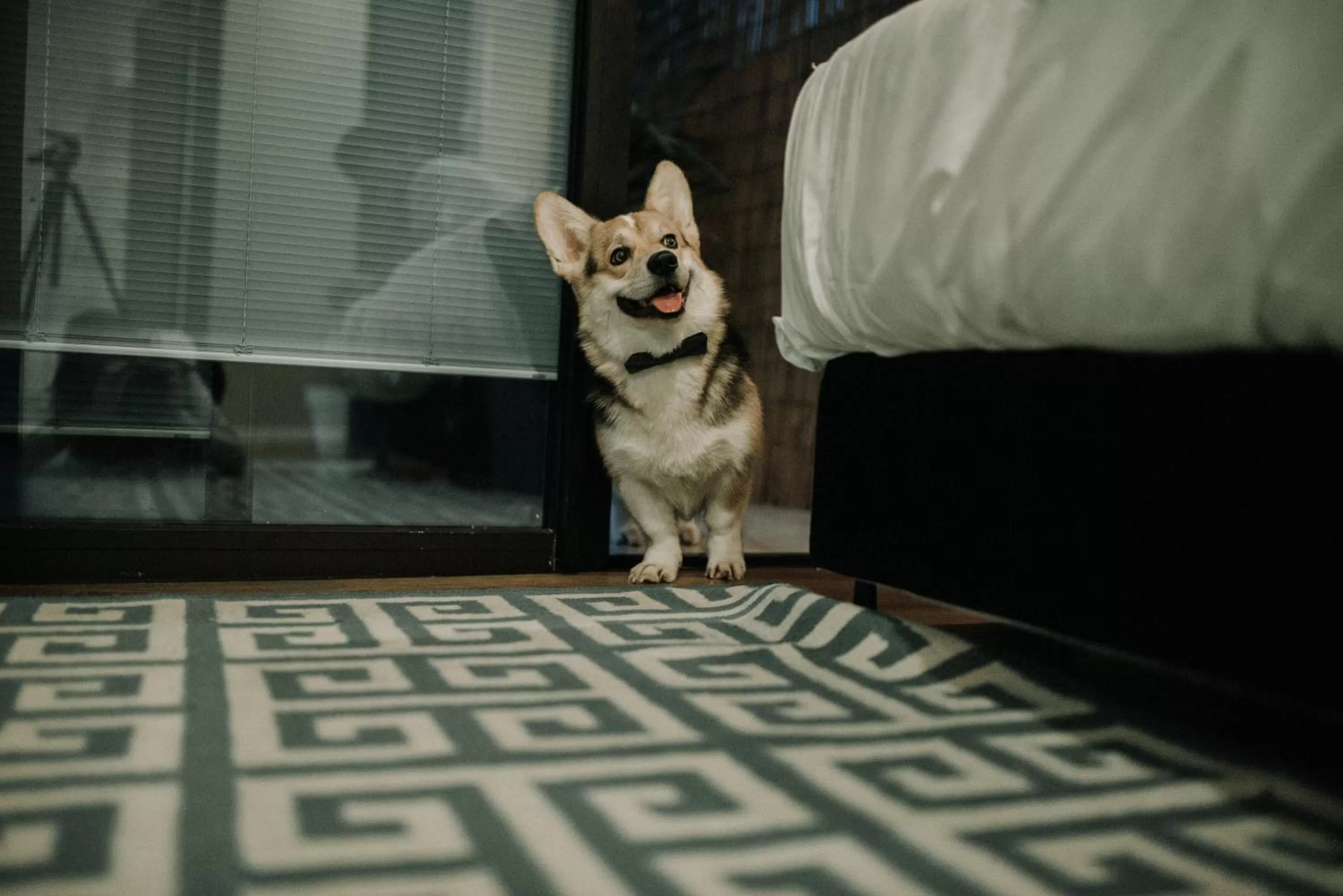 Pets in Brown Lighthouse Eilat, a member of Brown Hotels