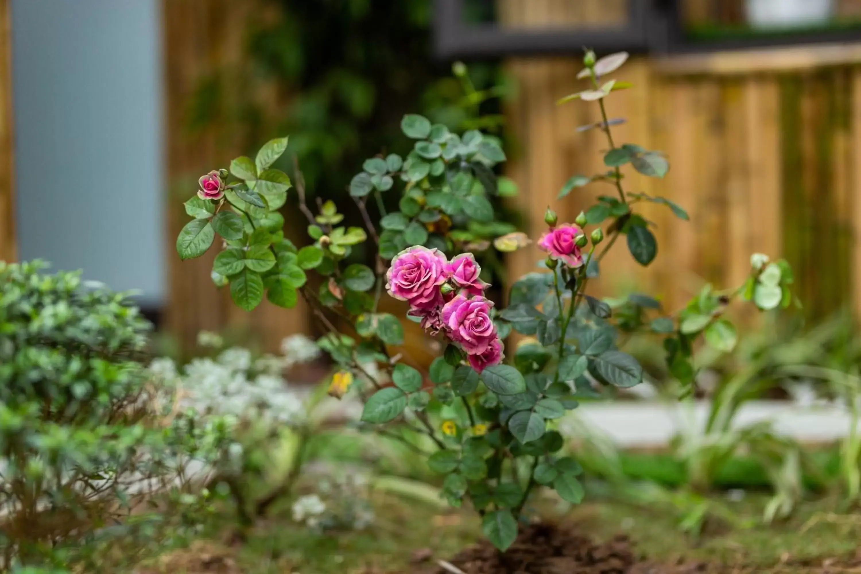 Deluxe Double or Twin Room in Trang An Moon Garden Homestay Deluxe Double or Twin Room in Trang An Moon Garden Homestay