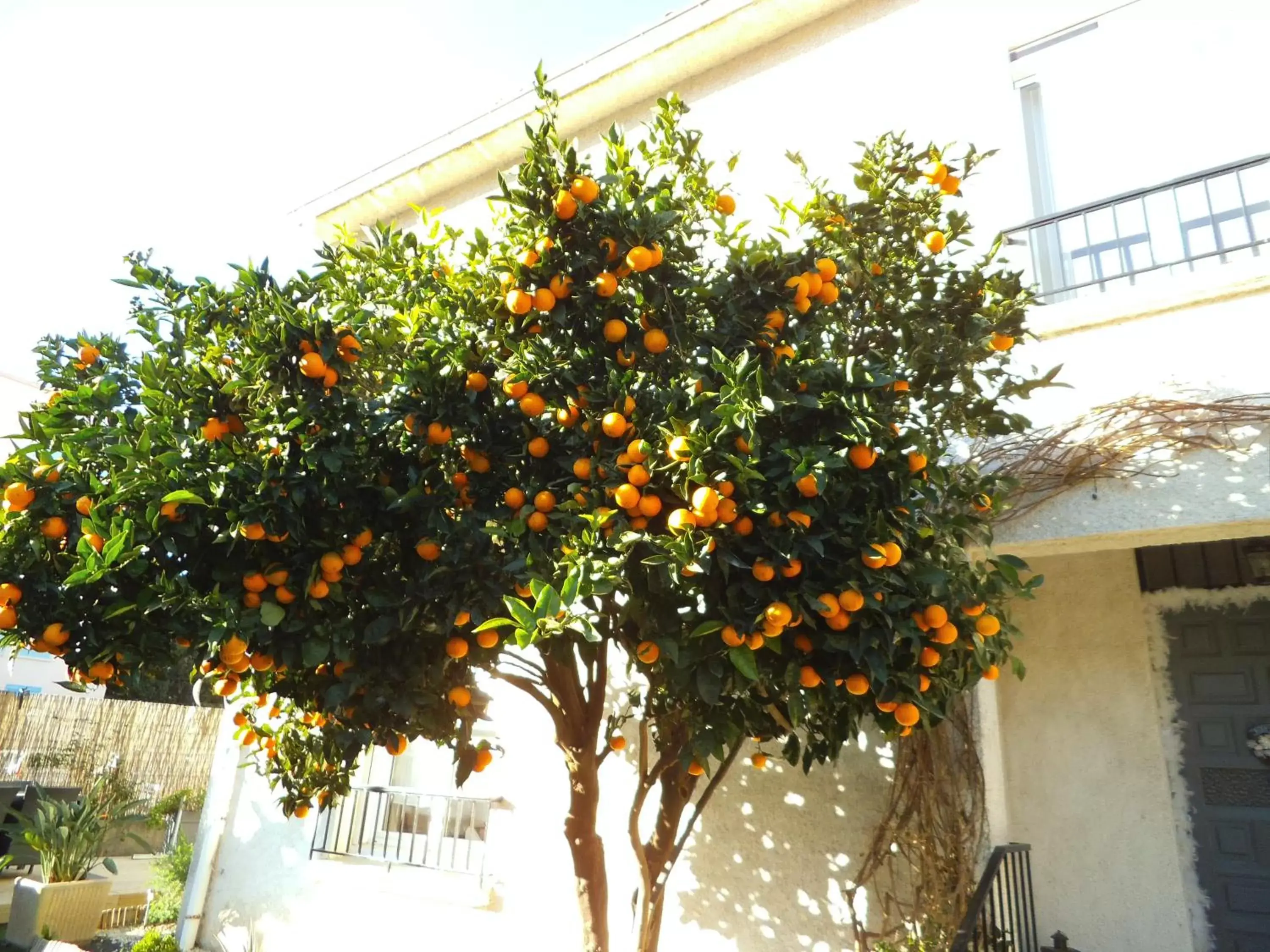 Garden in Au Bougainvillier