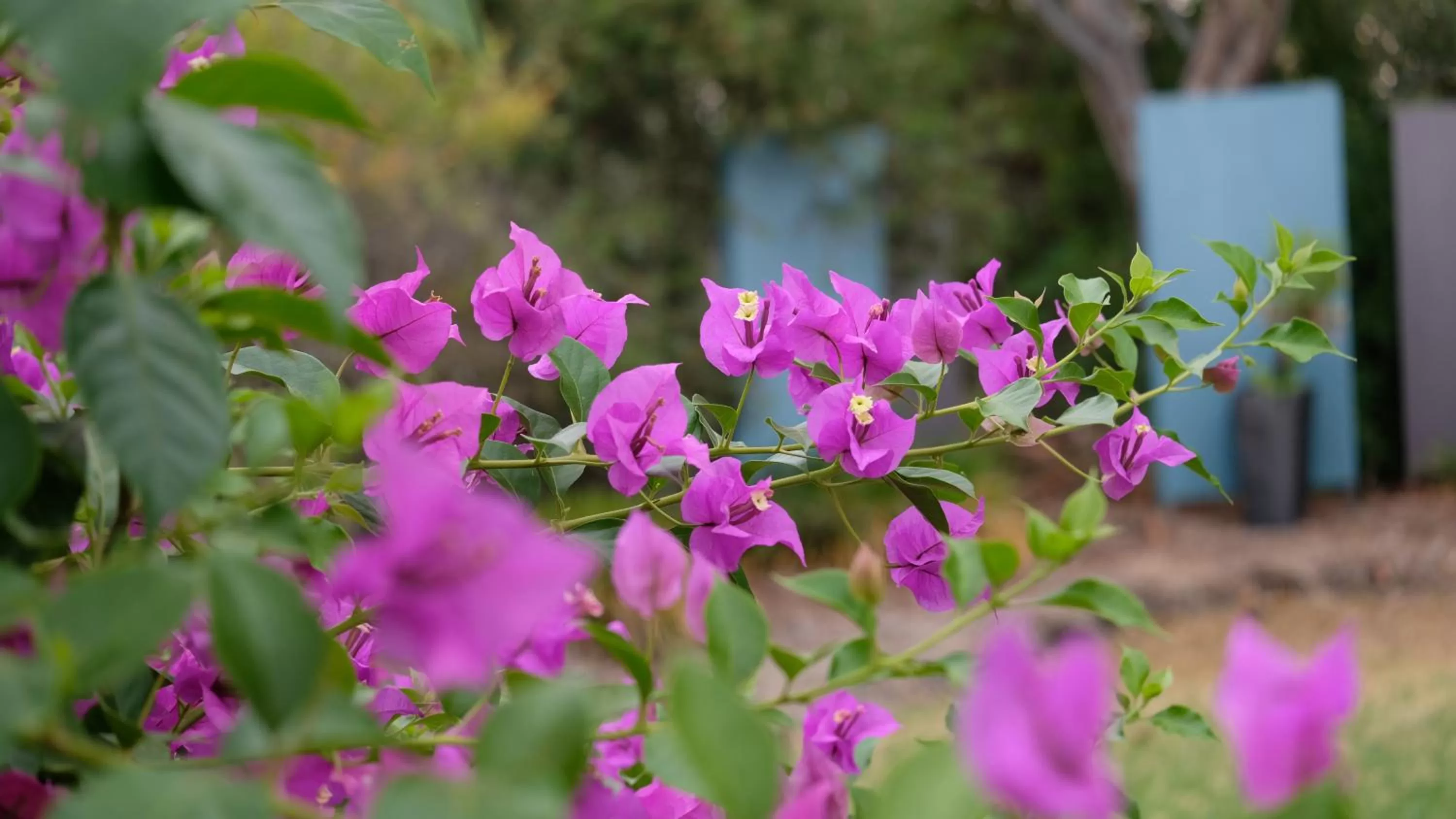 Garden in Loddon River Motel Kerang