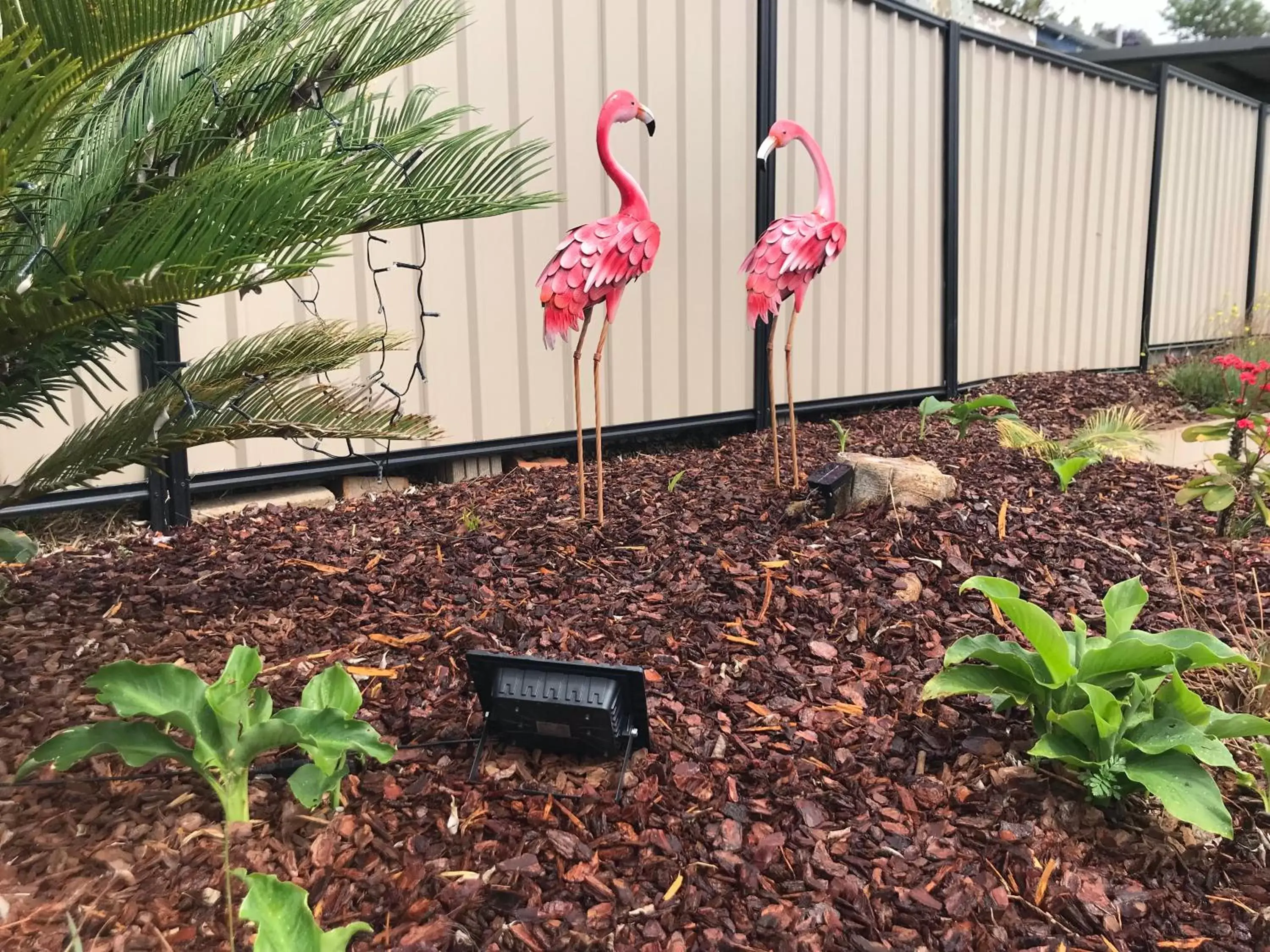 Garden in Leichhardt Motor Inn