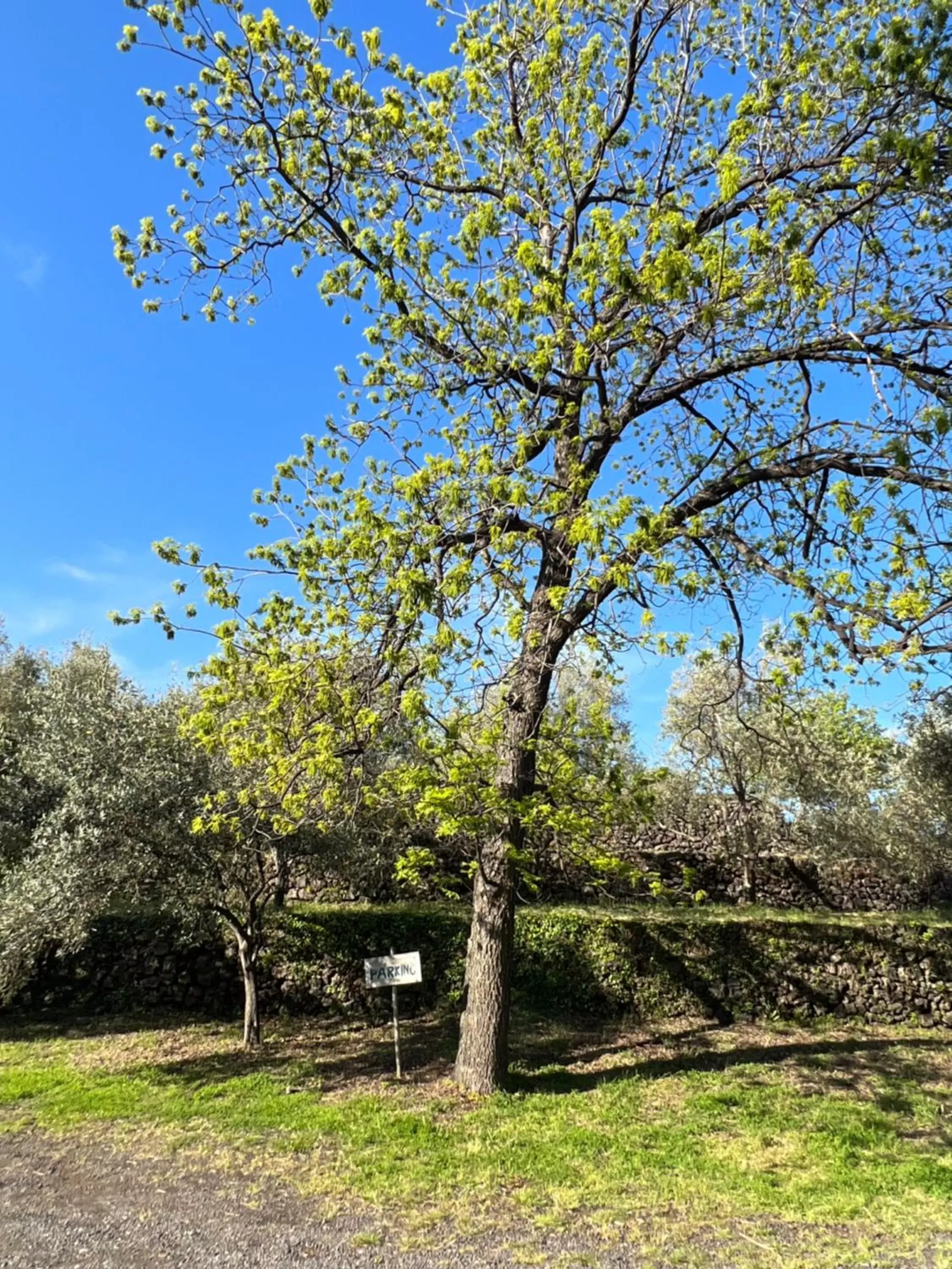 Parking, Garden in Bed and Breakfast Il Glicine