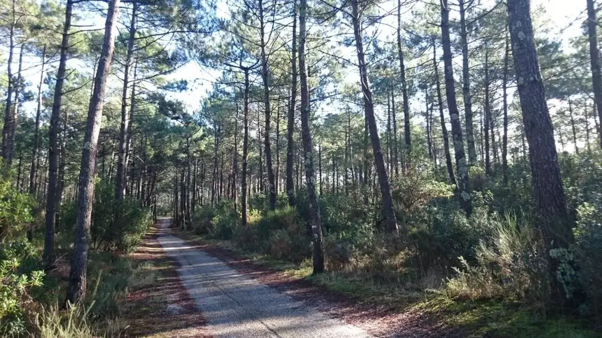 Natural landscape in Un Matin D’été