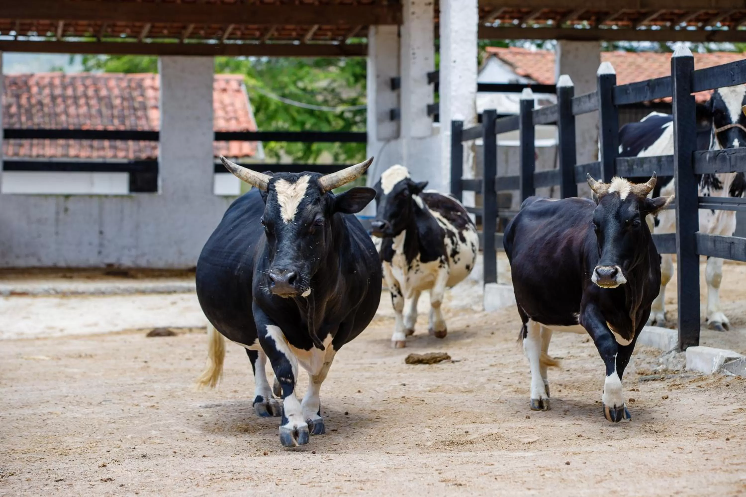 Property building in Villa Hípica Resort