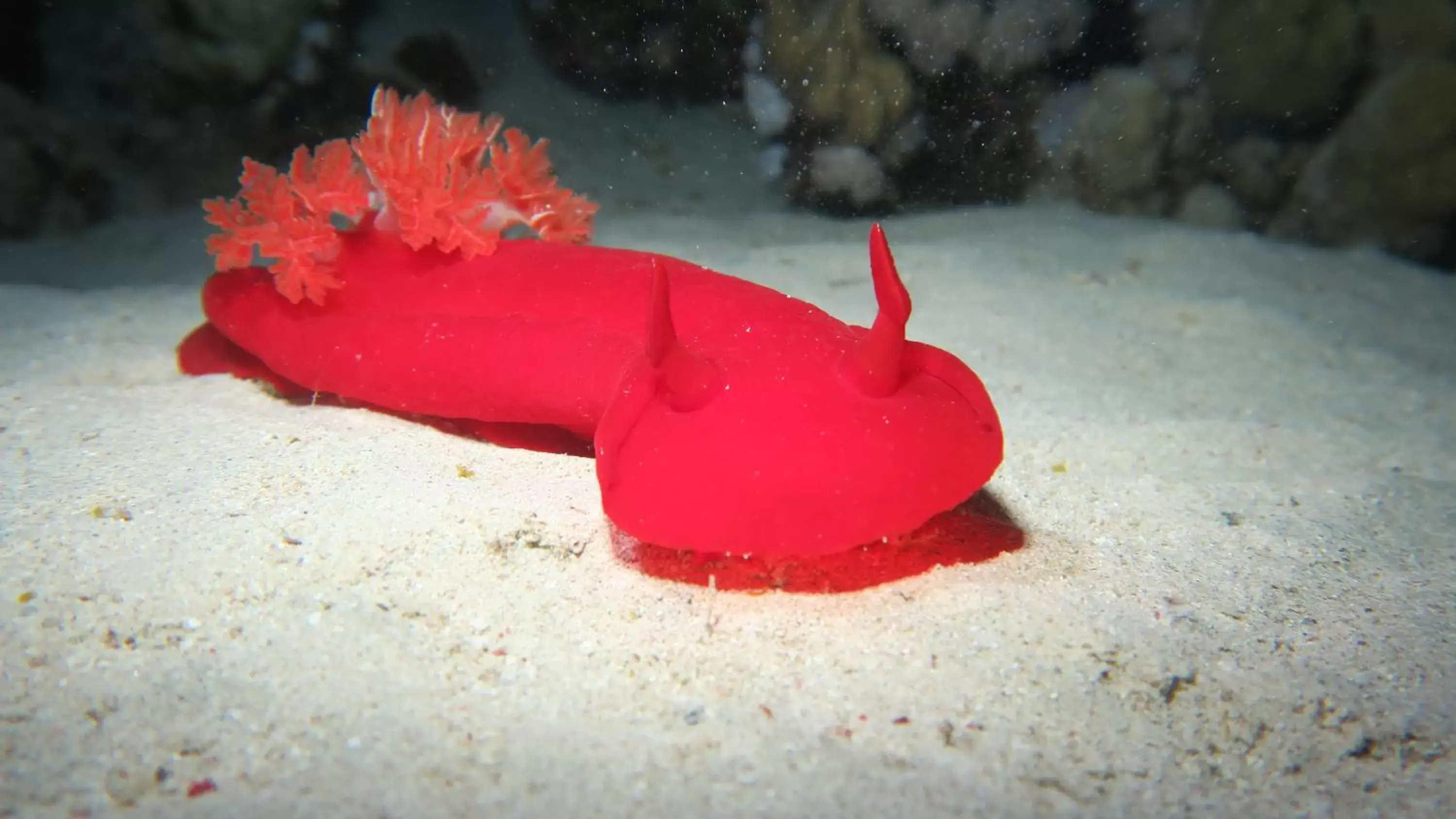 Snorkeling, Food in Coral Sun Beach