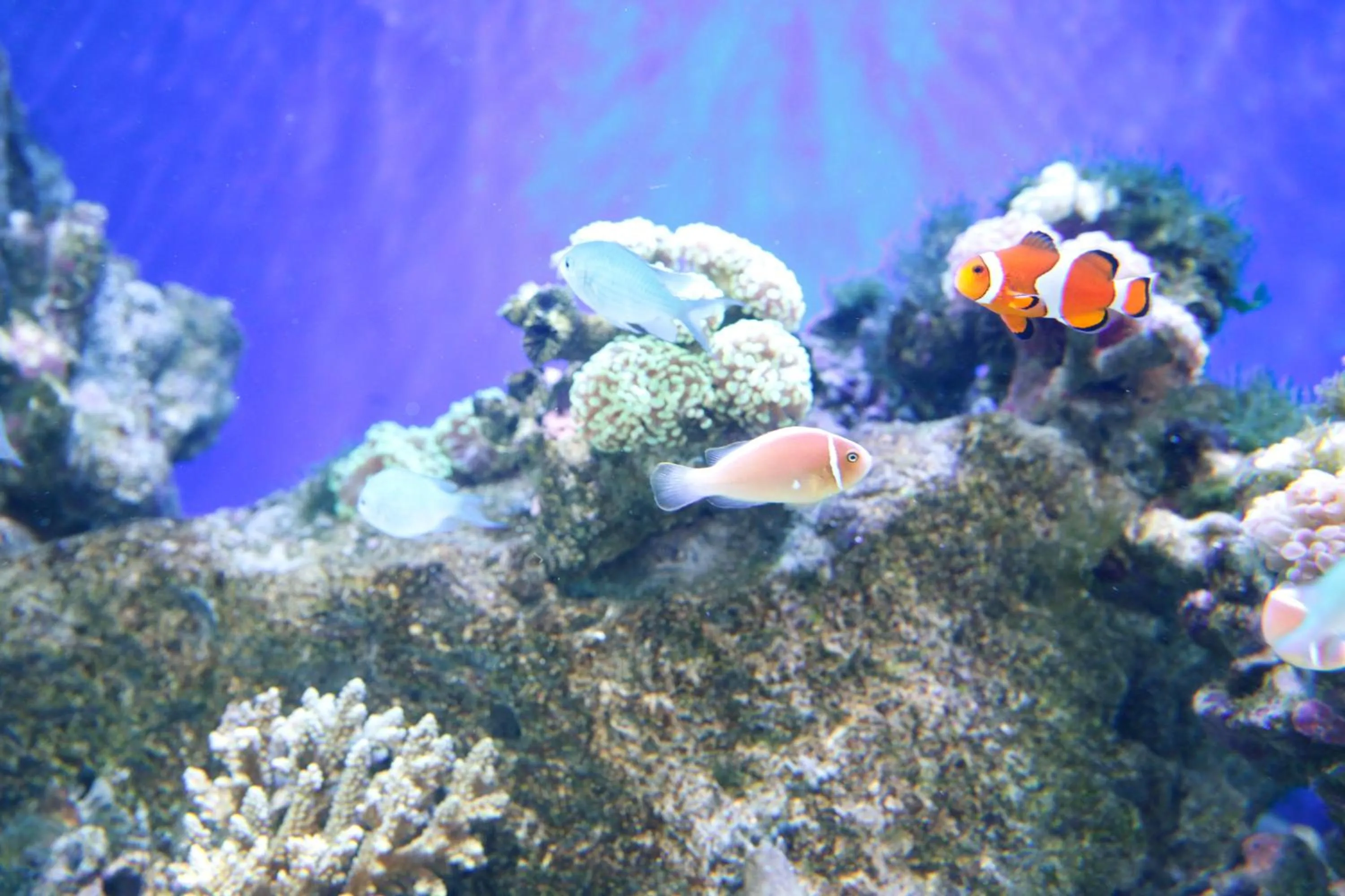 Nearby landmark in KOKO HOTEL Higashiosaka - formerly Hotel Wing International Select Higashi Osaka