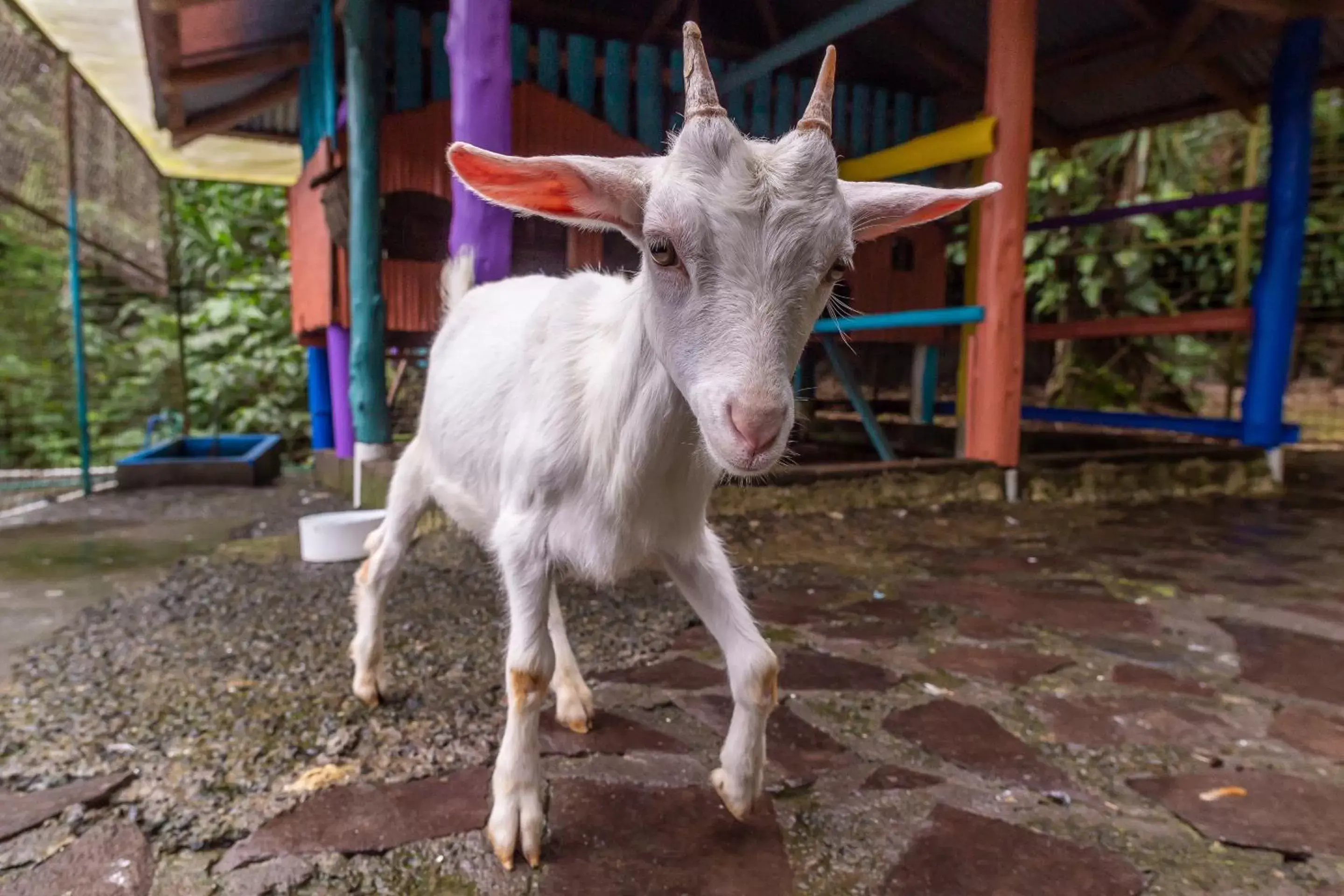 Animals, Other Animals in Xandari Resort & Spa