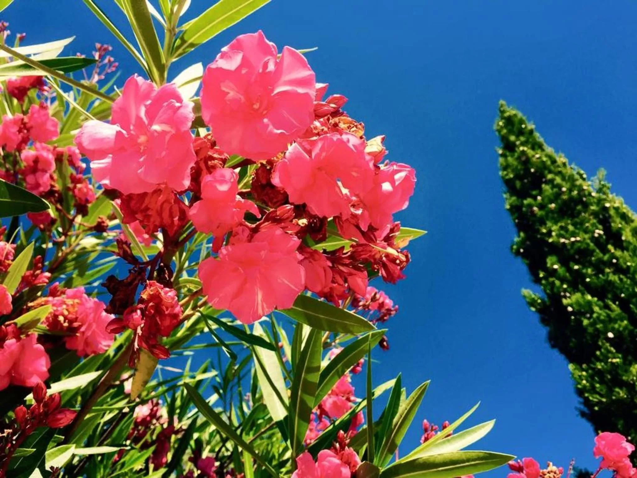 Garden view in Domaine de l'Aufrene