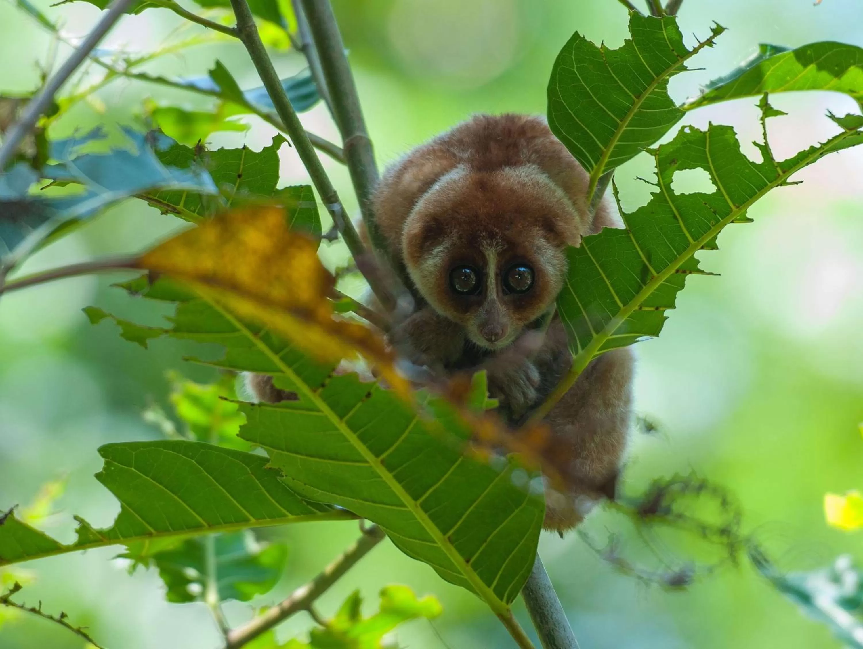 Activities in Shangri-La Rasa Ria, Kota Kinabalu