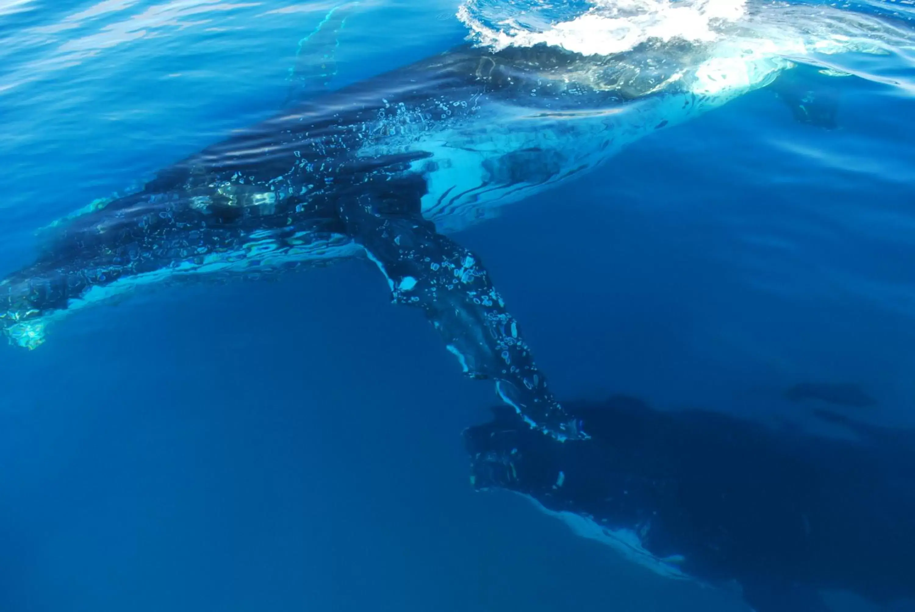 Animals, Bird's-eye View in Shelly Bay Resort