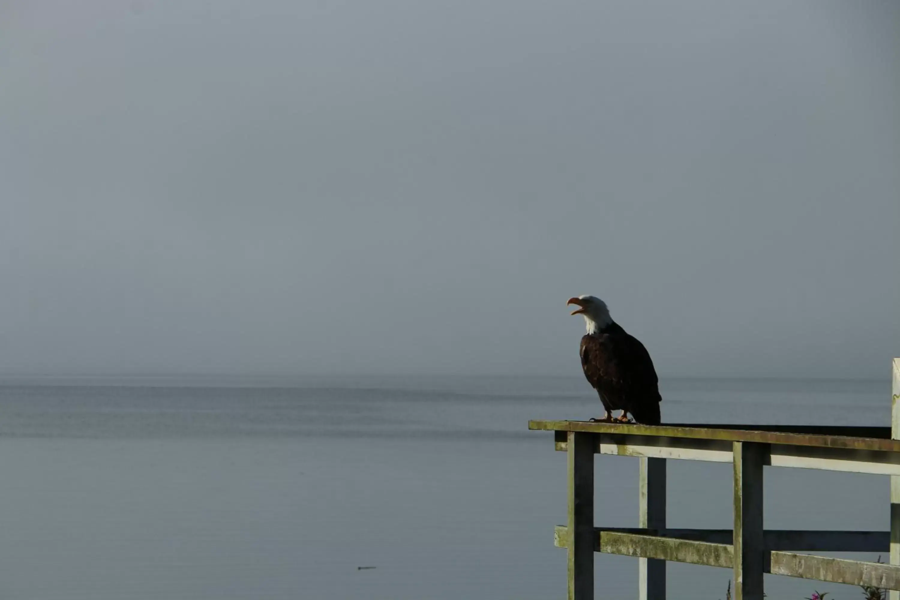 Animals, Other Animals in Nimpkish Hotel