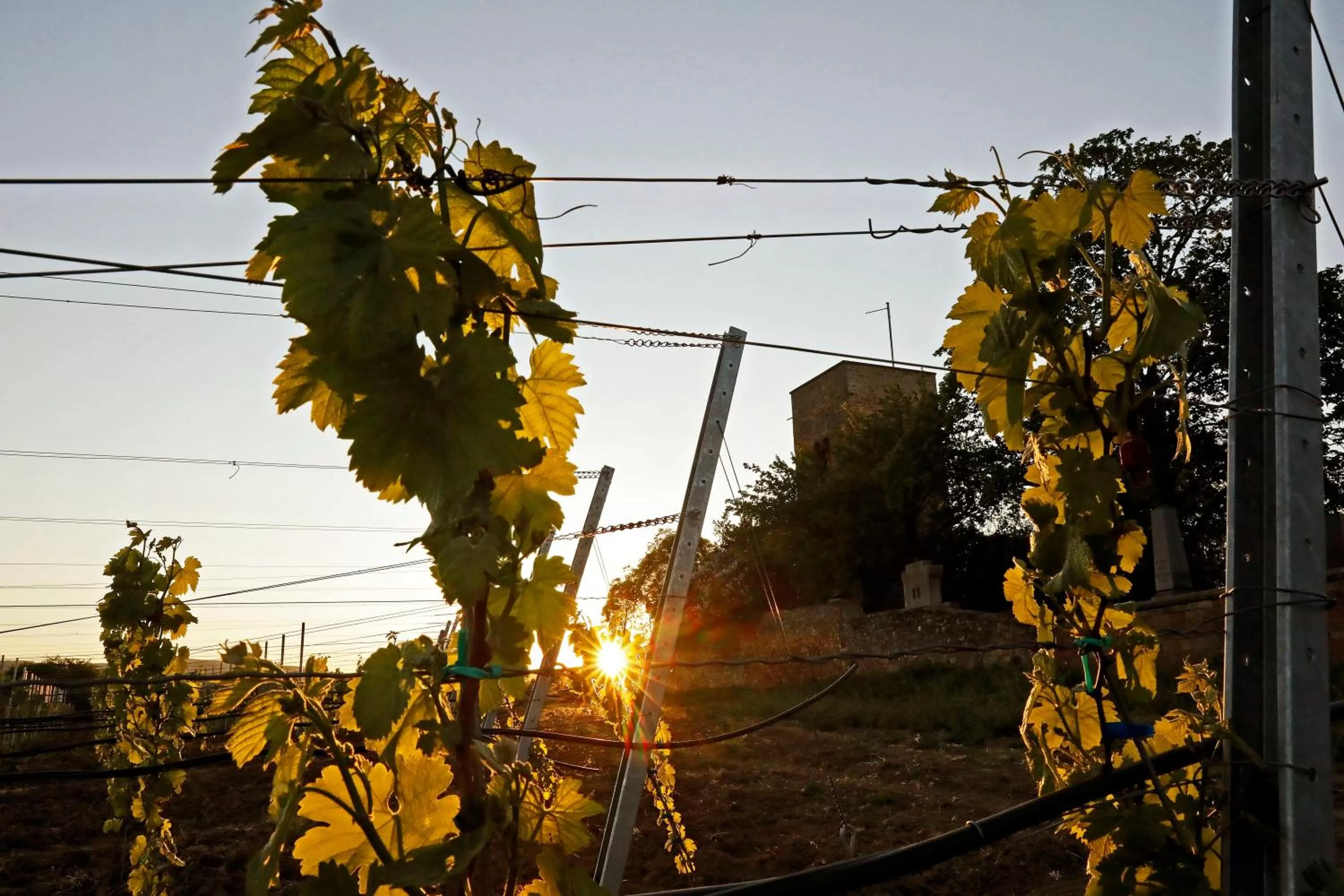 Nearby landmark in Altstadthof Freinsheim