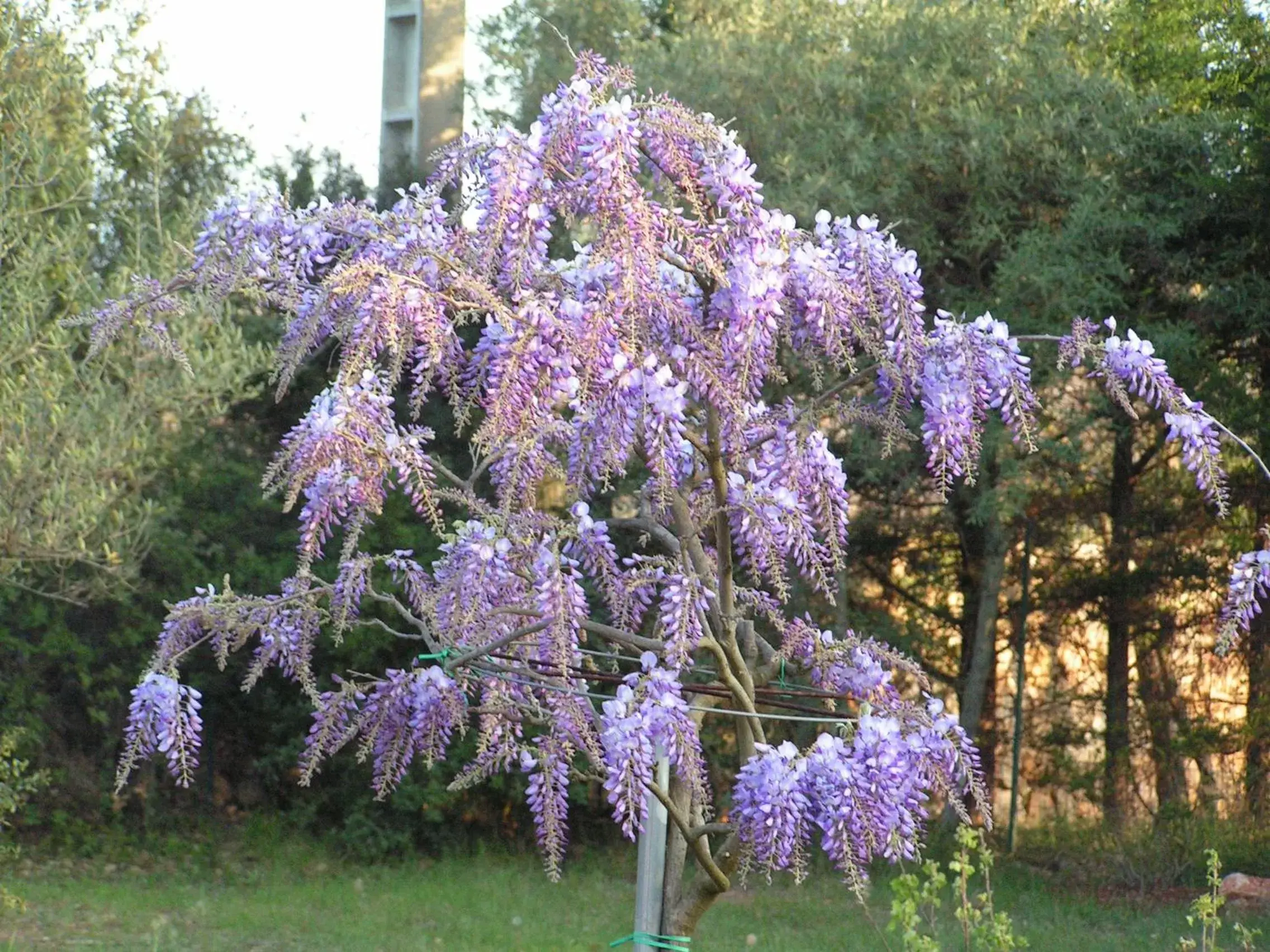 Garden in Le Jardin des Selves