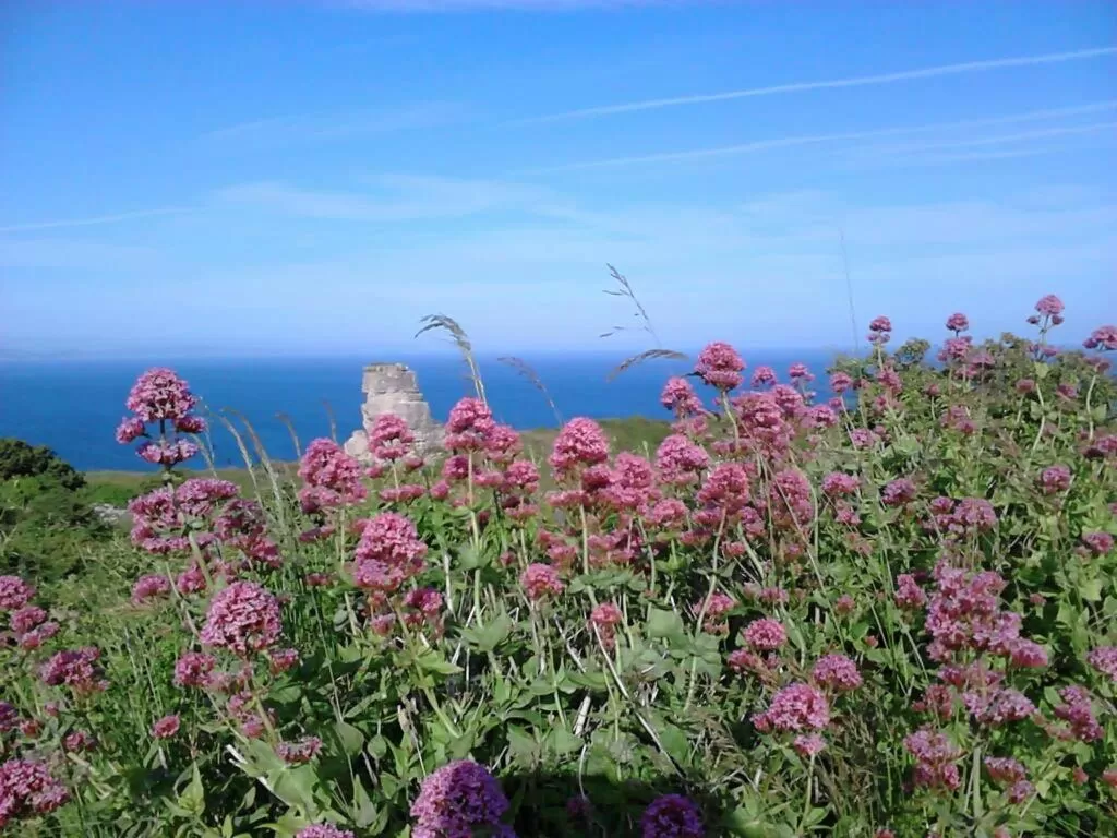 Other Animals in The New Admiralty Hotel Ltd