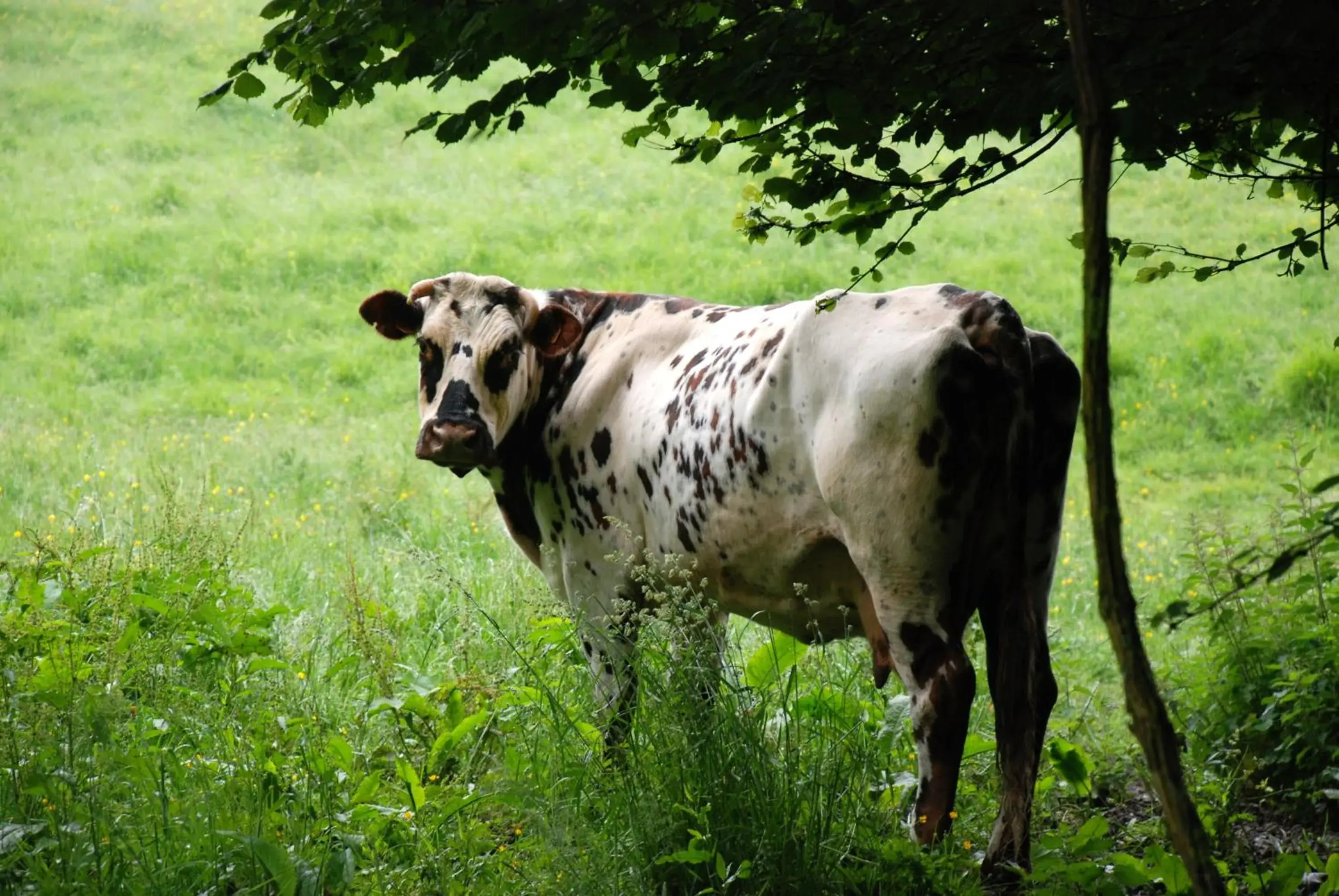 Nearby landmark, Other Animals in Kyriad Hotel - Restaurant Carentan