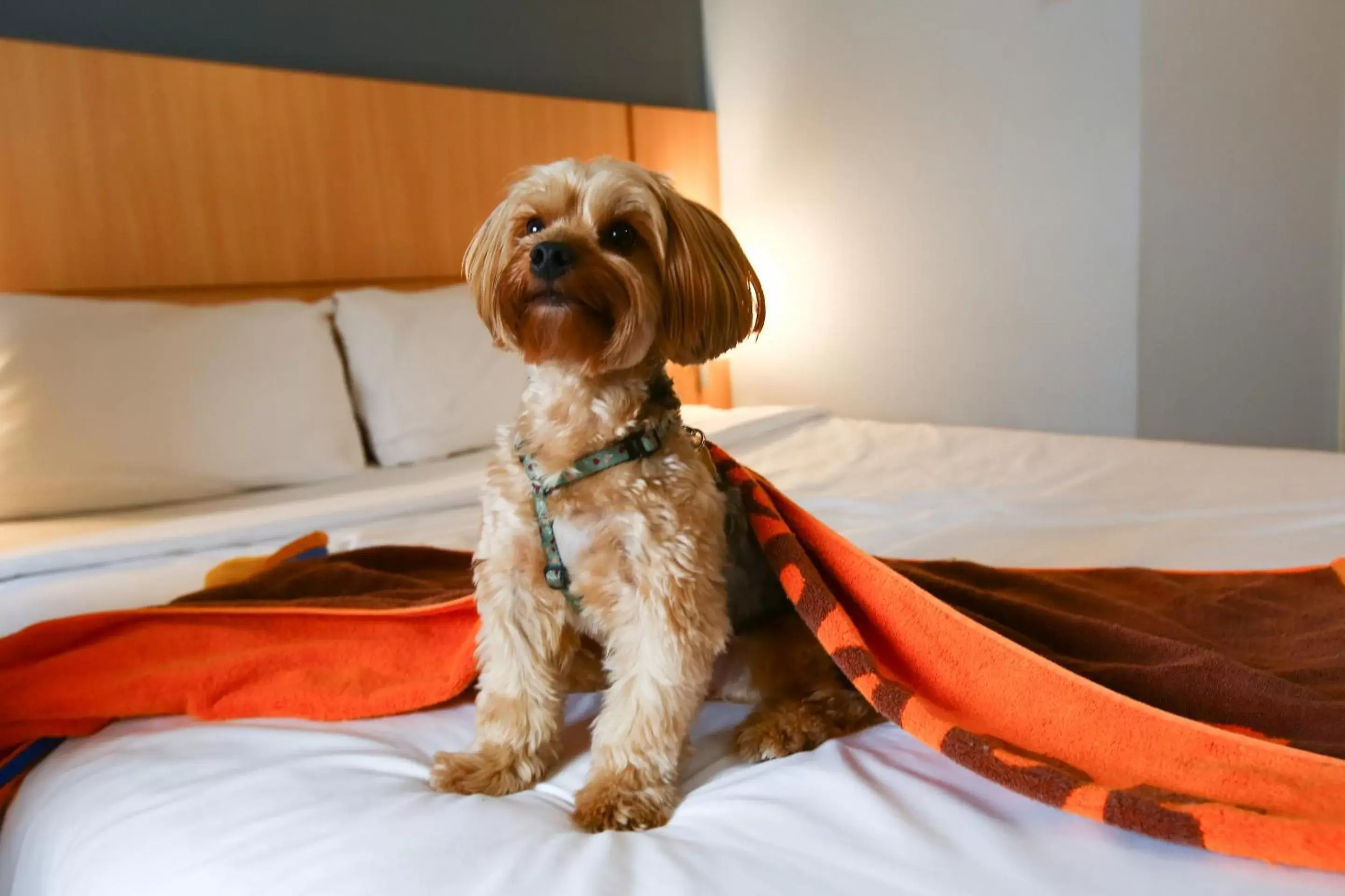 Pets, Bed in ibis Rio de Janeiro Nova America